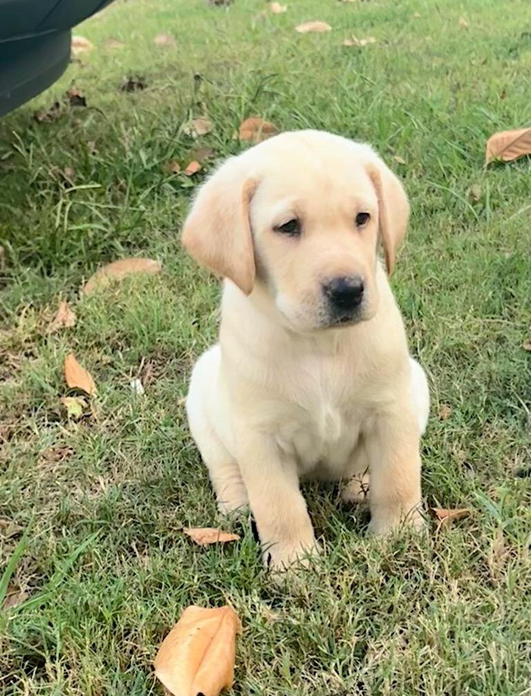 Labrador Retriever Puppies image 1