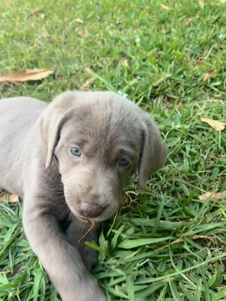Labrador Retriever Puppies image 2