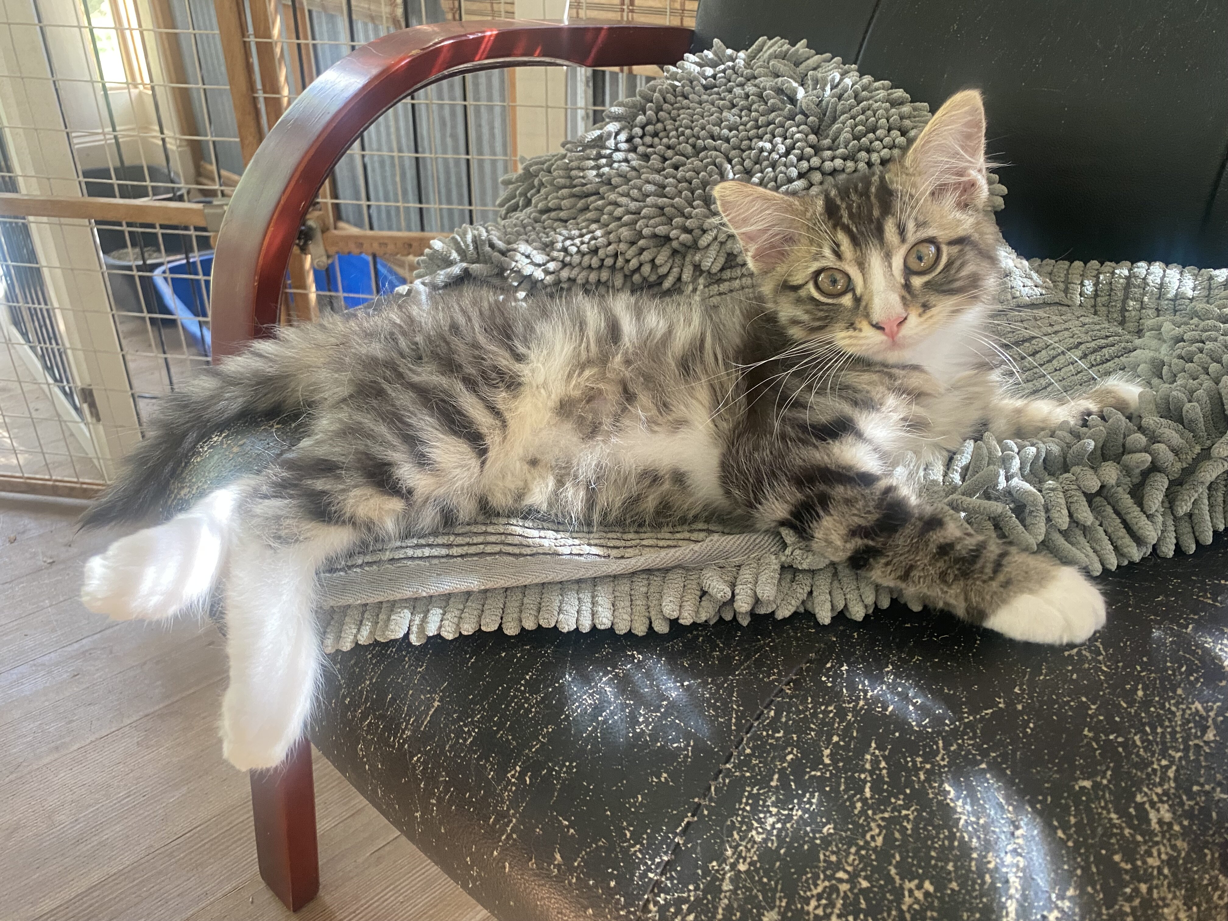 kittens. female, 10 weeks old, raised in house image 1