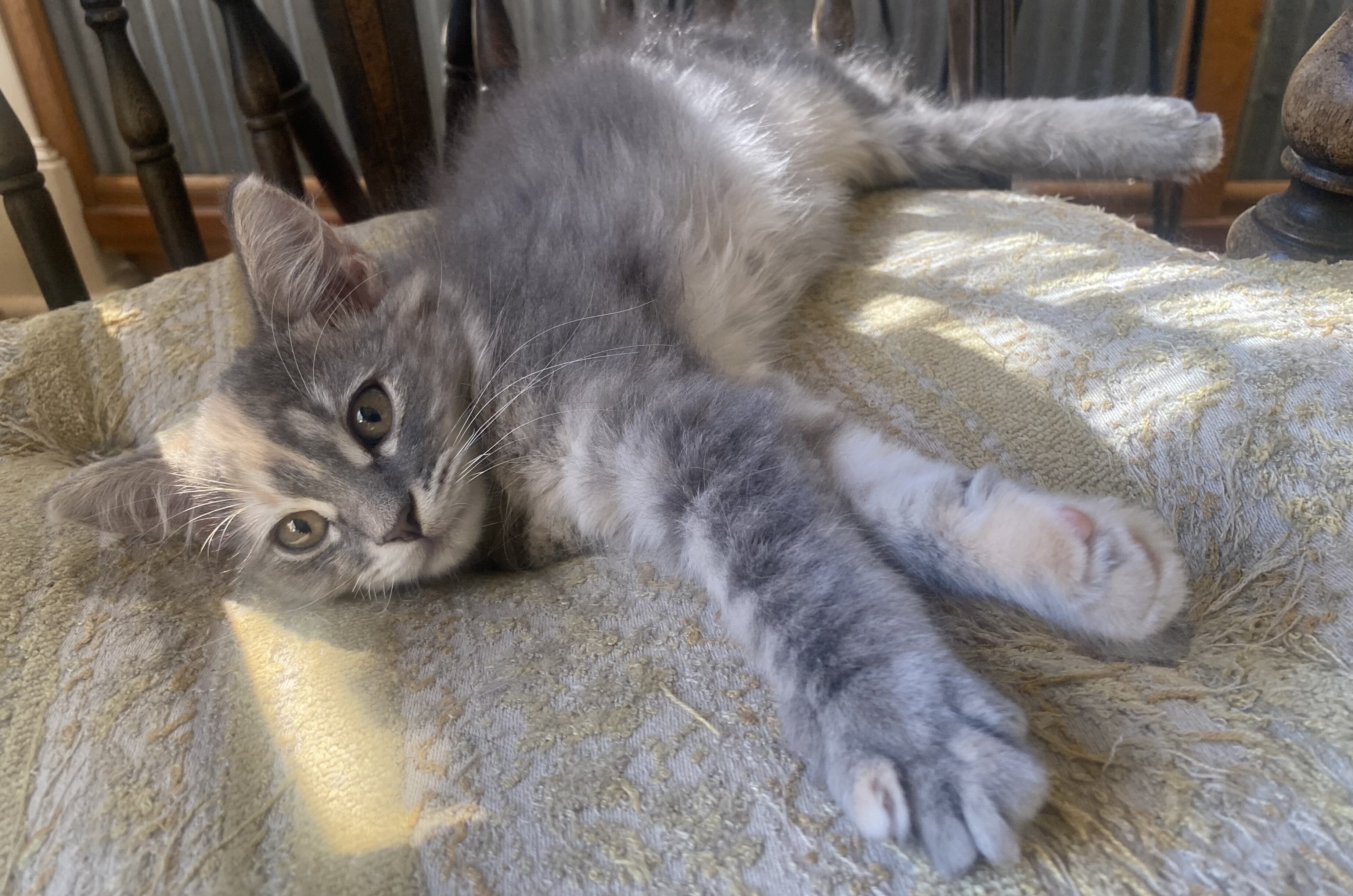 kittens. female, 10 weeks old, raised in house image 3