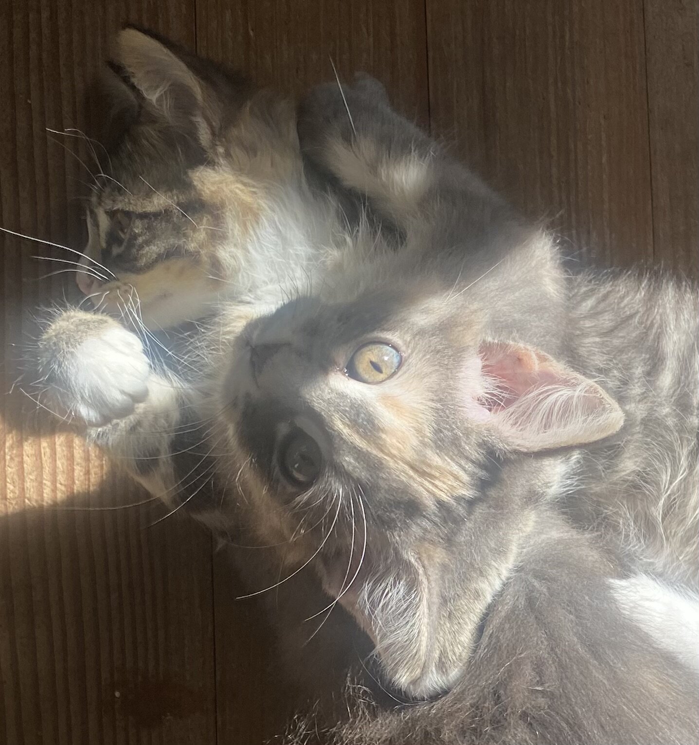 kittens. female, 10 weeks old, raised in house image 2