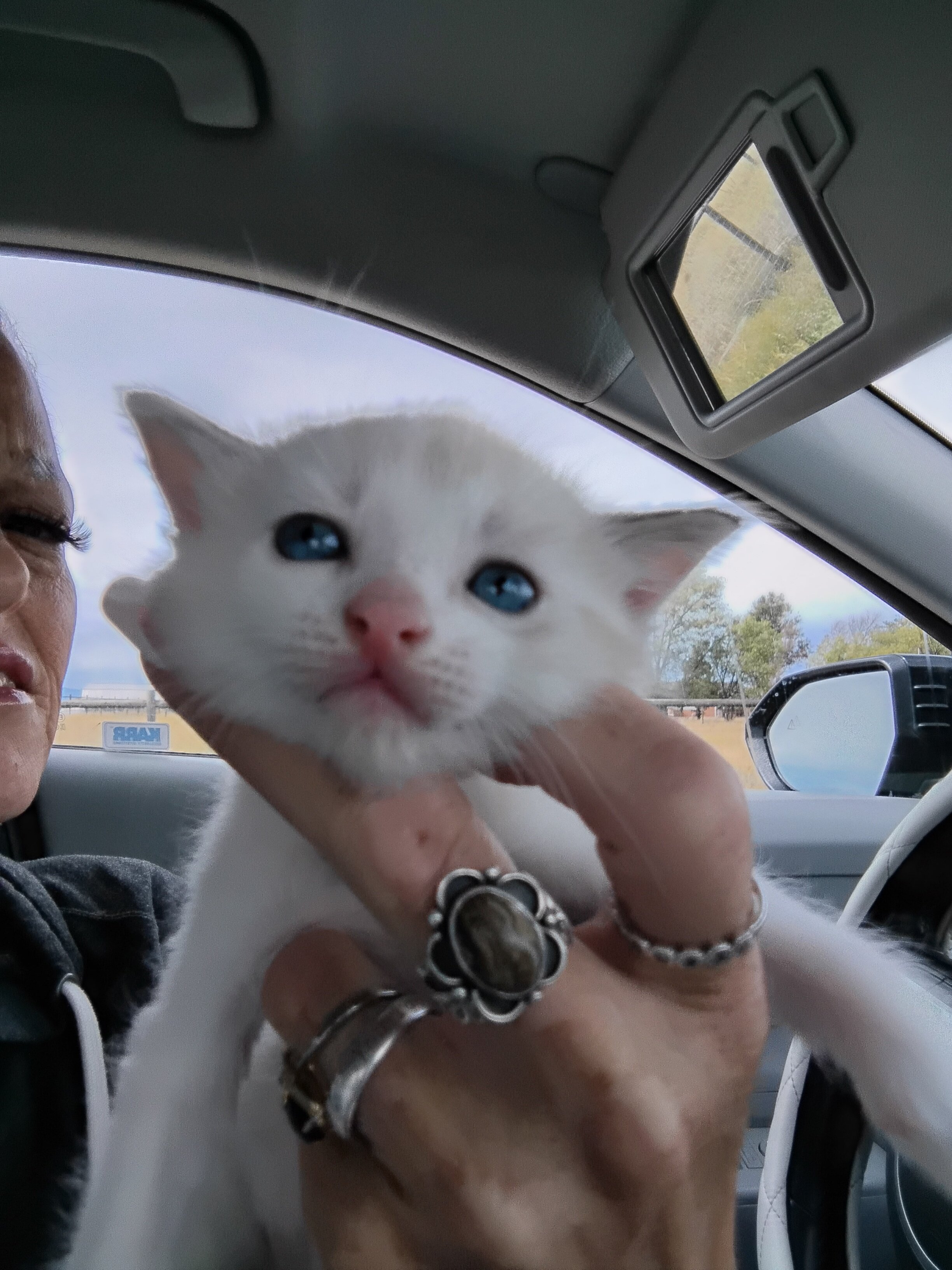Kitten image 2