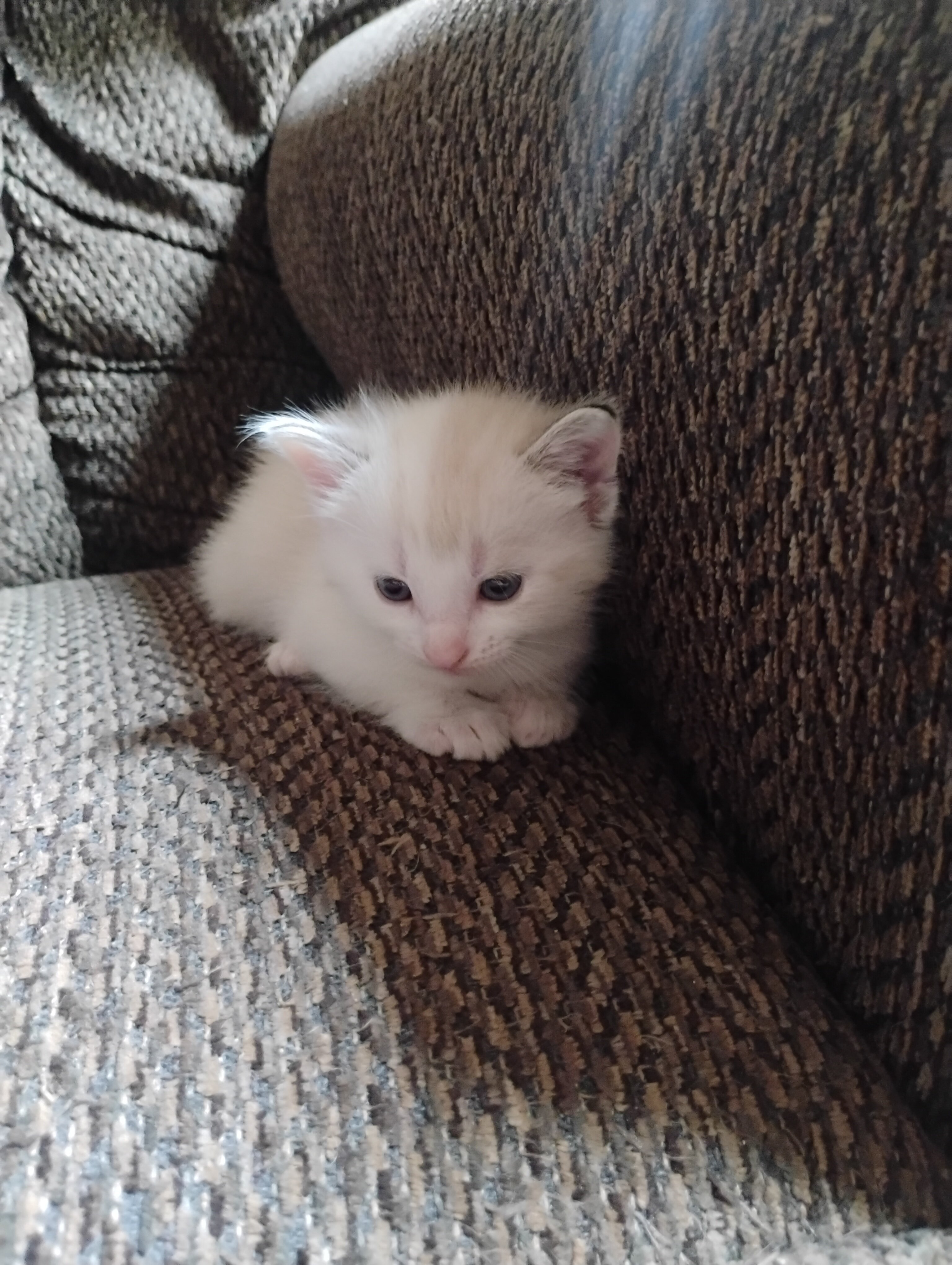 Kitten image 1