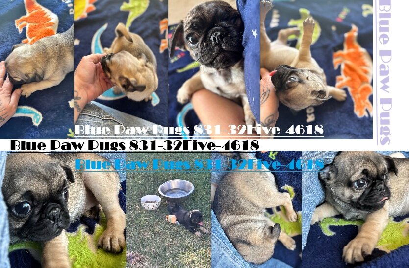 Purebred Pug Puppies — 12 Weeks Old image 8