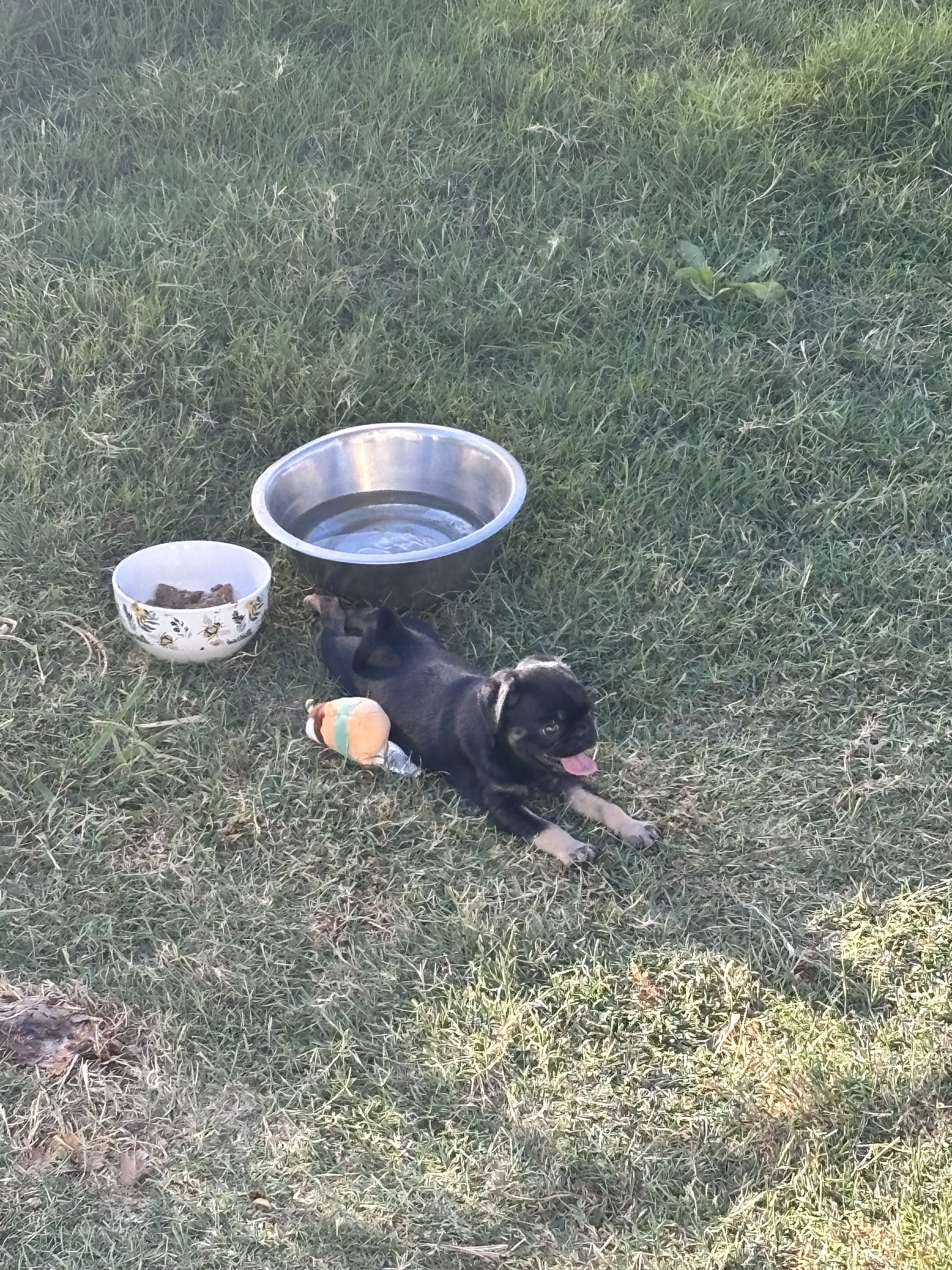Purebred Pug Puppies — 12 Weeks Old image 5
