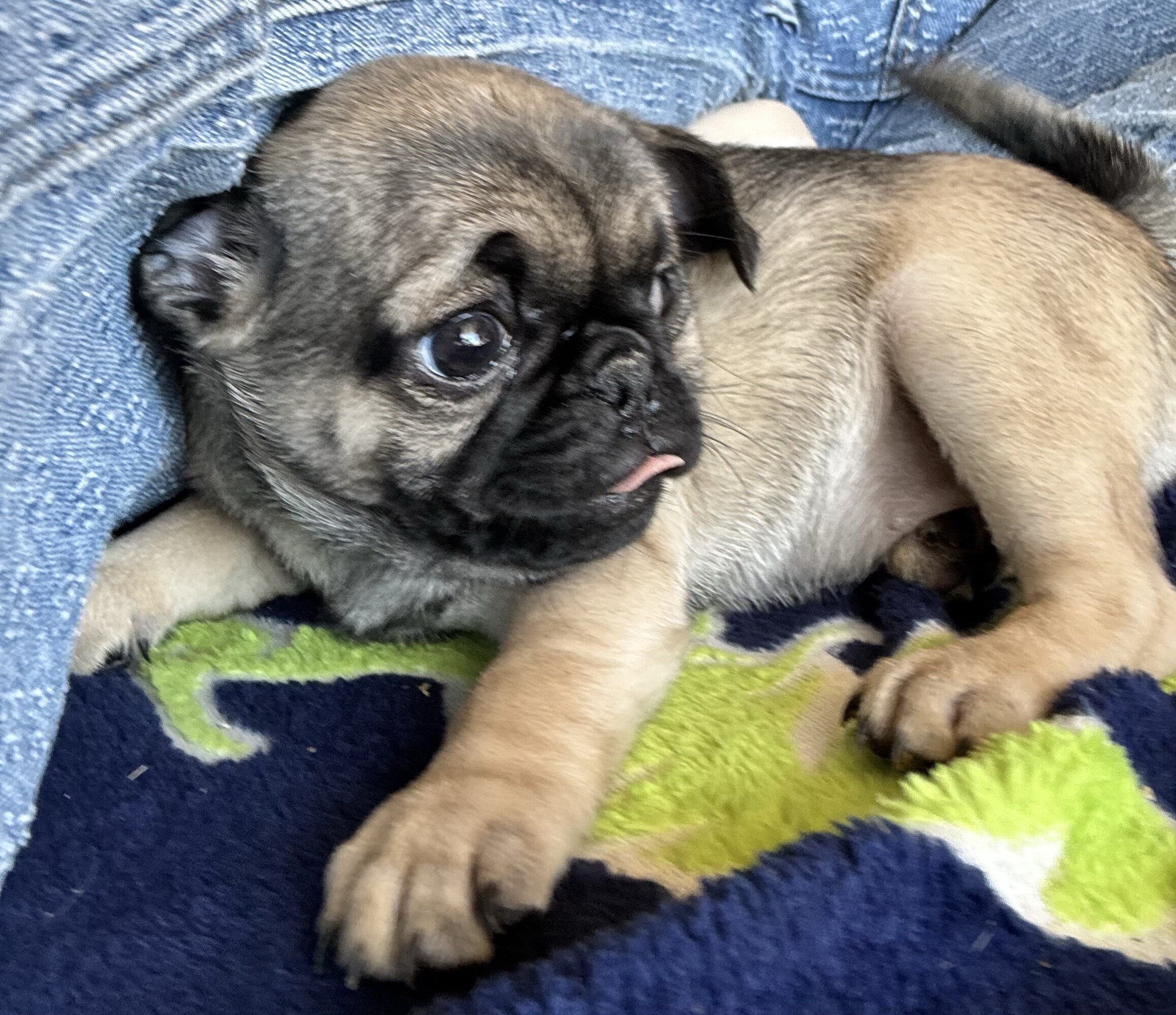 Purebred Pug Puppies — 12 Weeks Old image 4