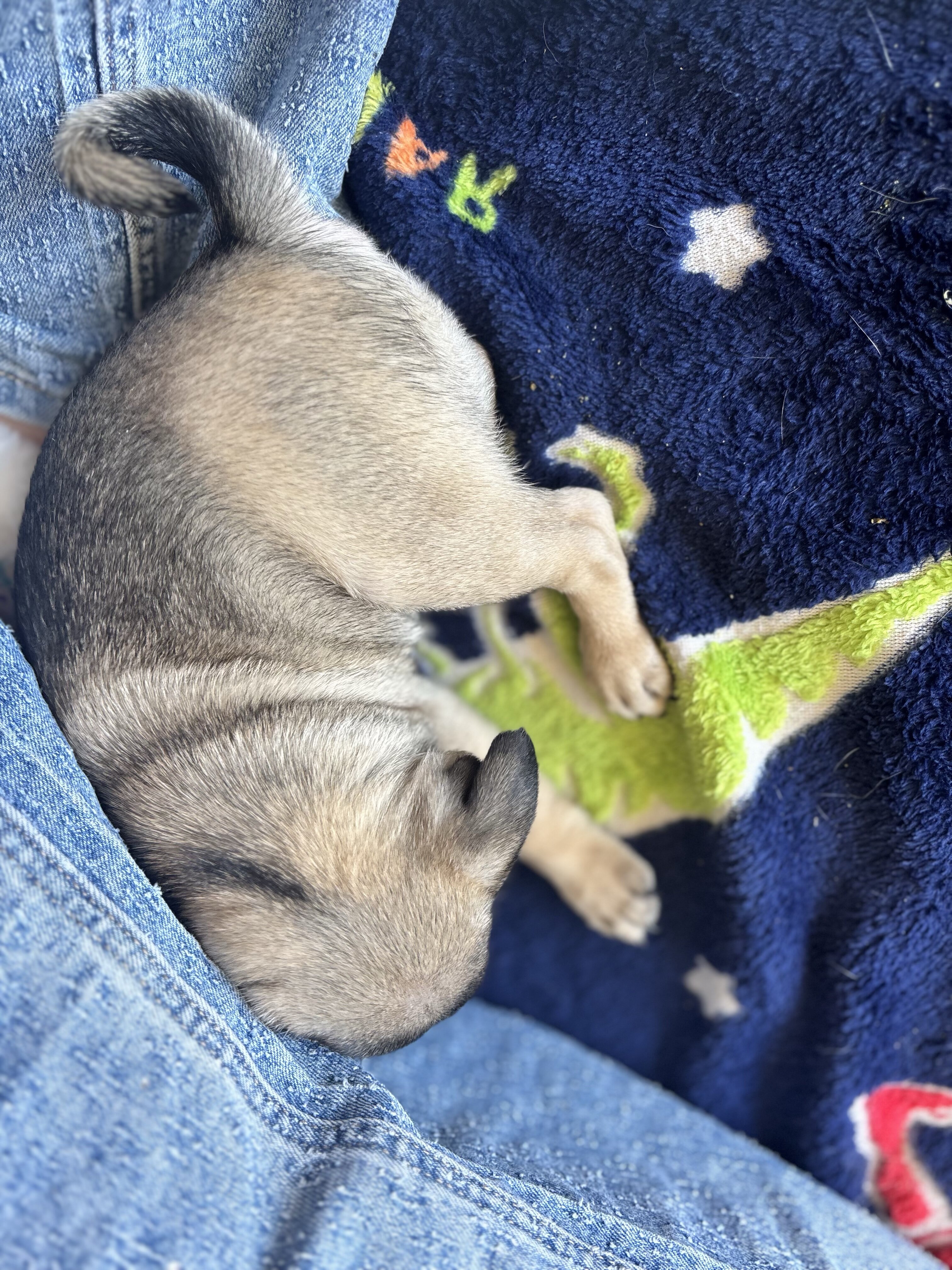 Purebred Pug Puppies — 12 Weeks Old image 3