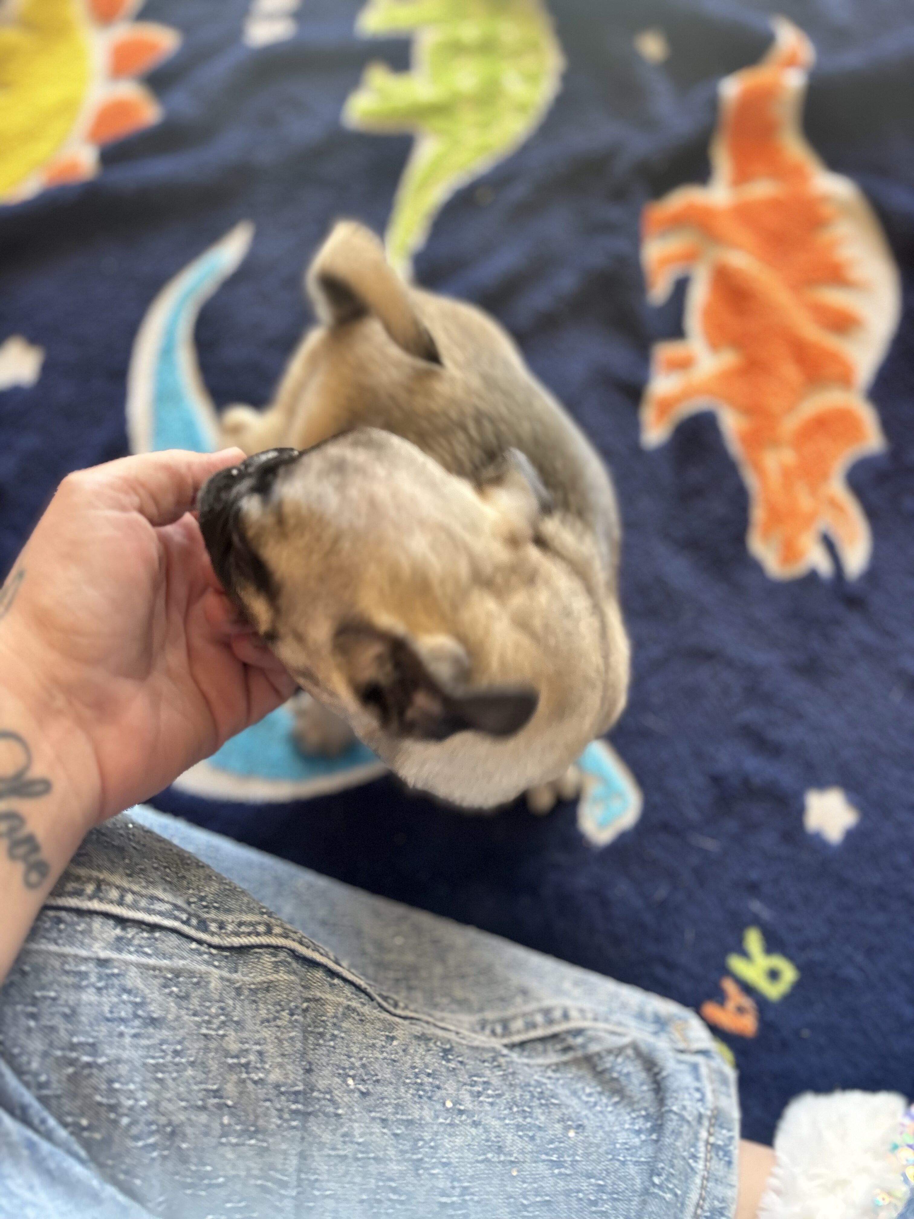 Purebred Pug Puppies — 12 Weeks Old image 2