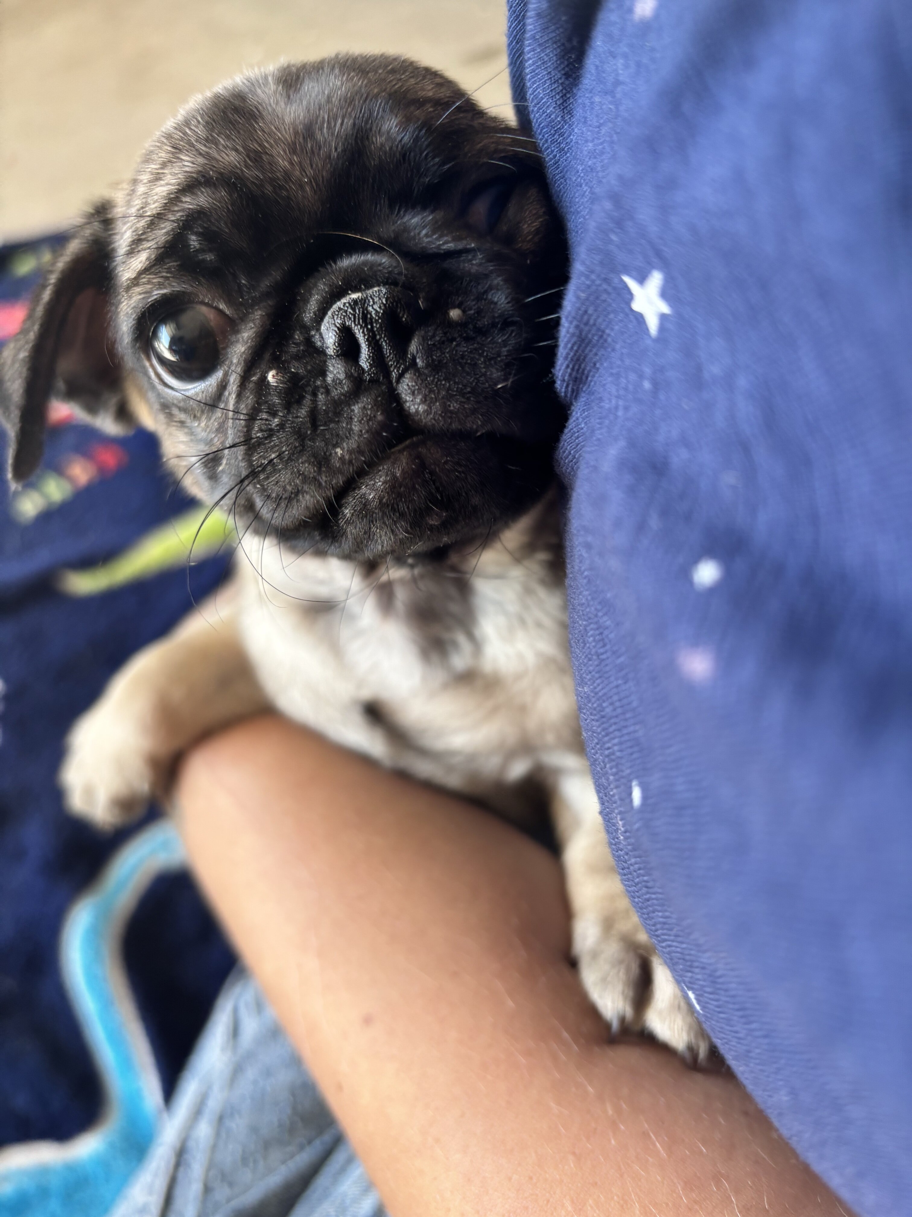 Purebred Pug Puppies — 12 Weeks Old image 6
