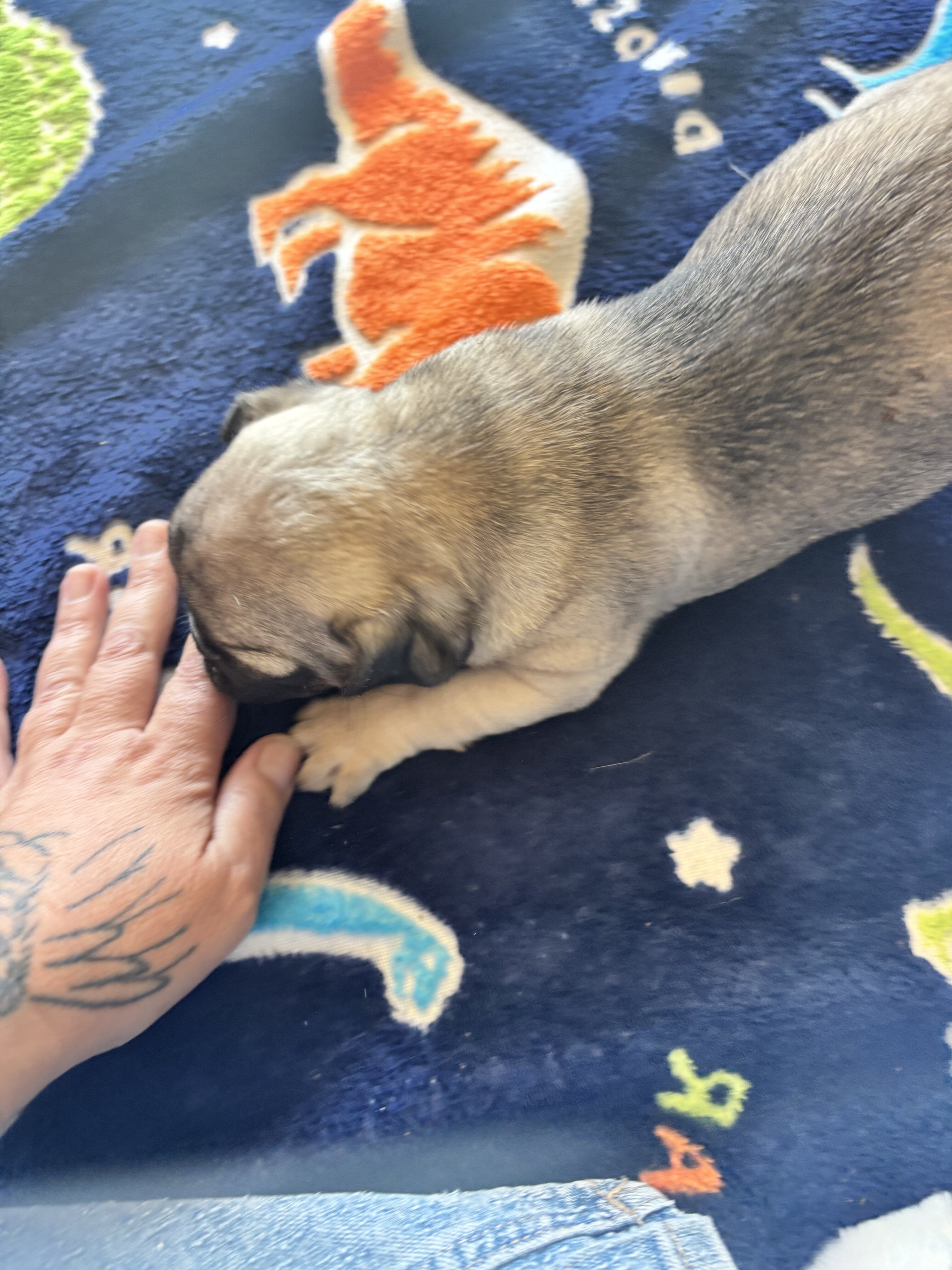 Purebred Pug Puppies — 12 Weeks Old image 1