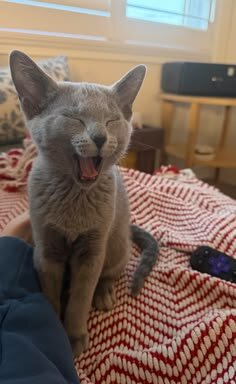 Beautiful Russian Blue Kitten Looking for a Loving image 3