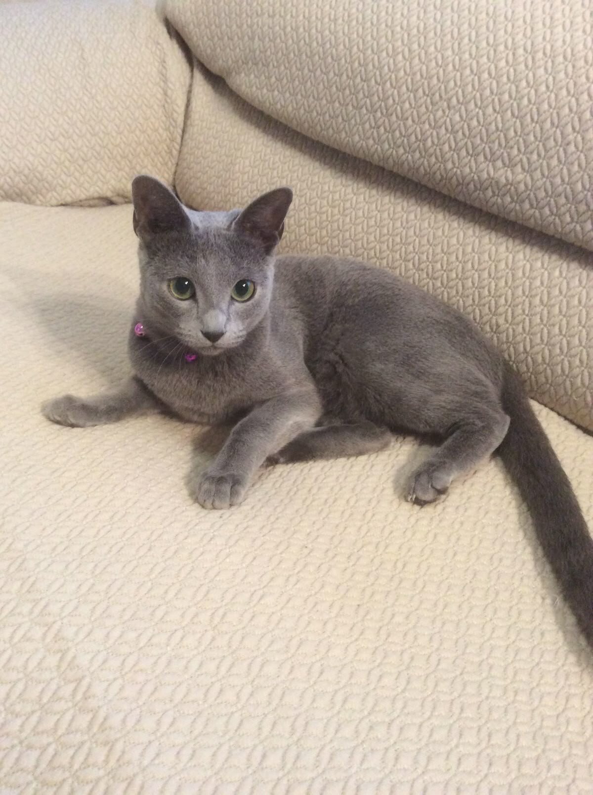 Beautiful Russian Blue Kitten Looking for a Loving image 2