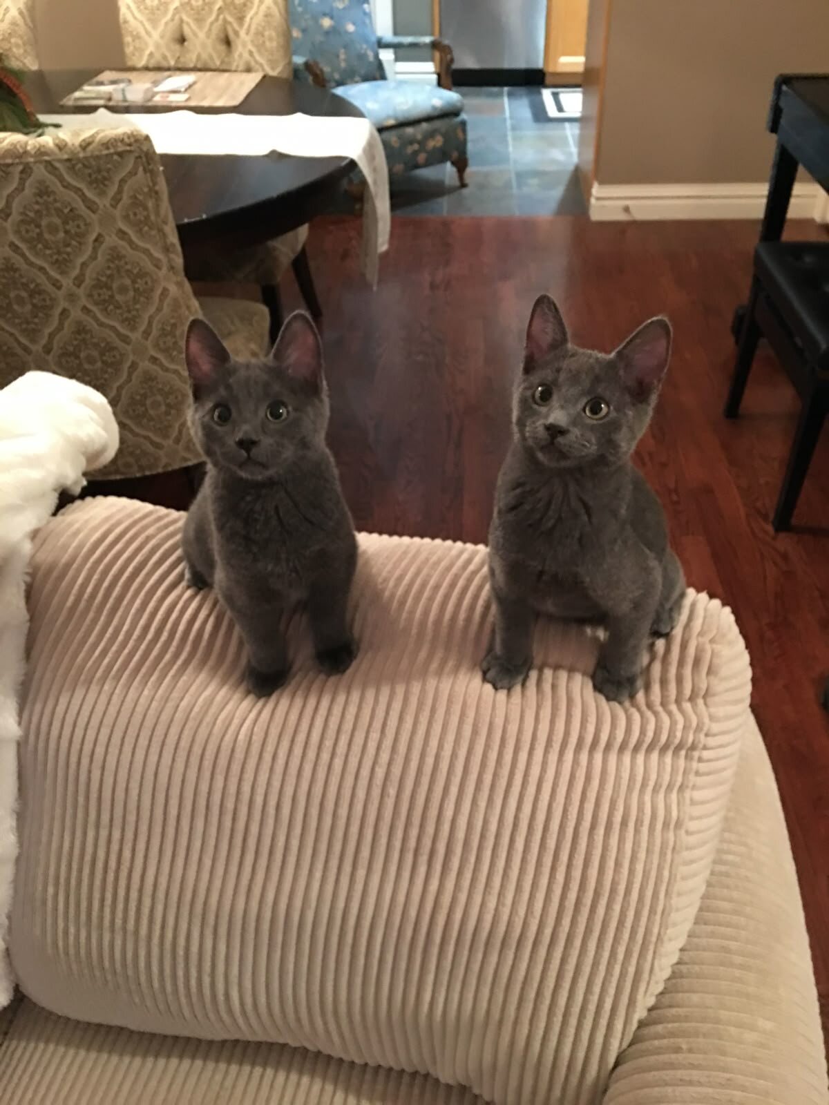 Beautiful Russian Blue Kitten Looking for a Loving image 1