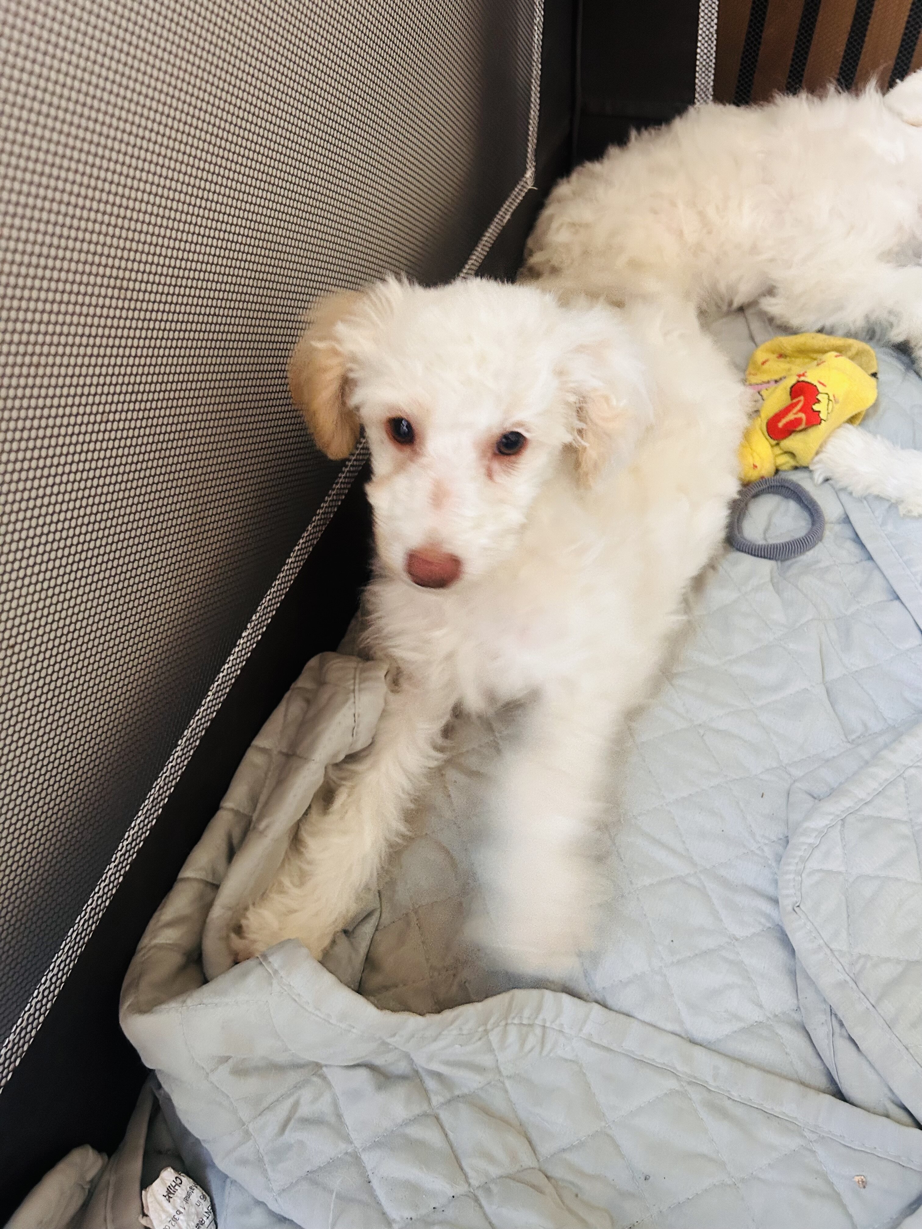 Looking for loving home image 3