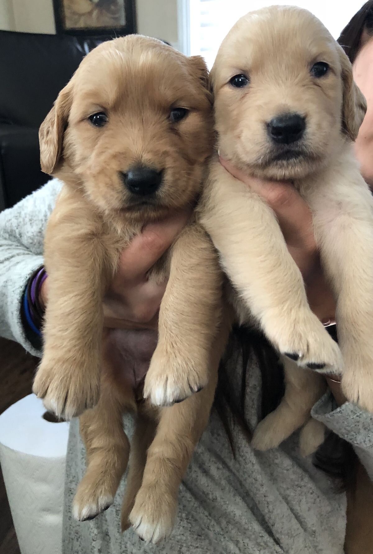 Beautiful Labrador Puppies Looking for Loving Home image 1