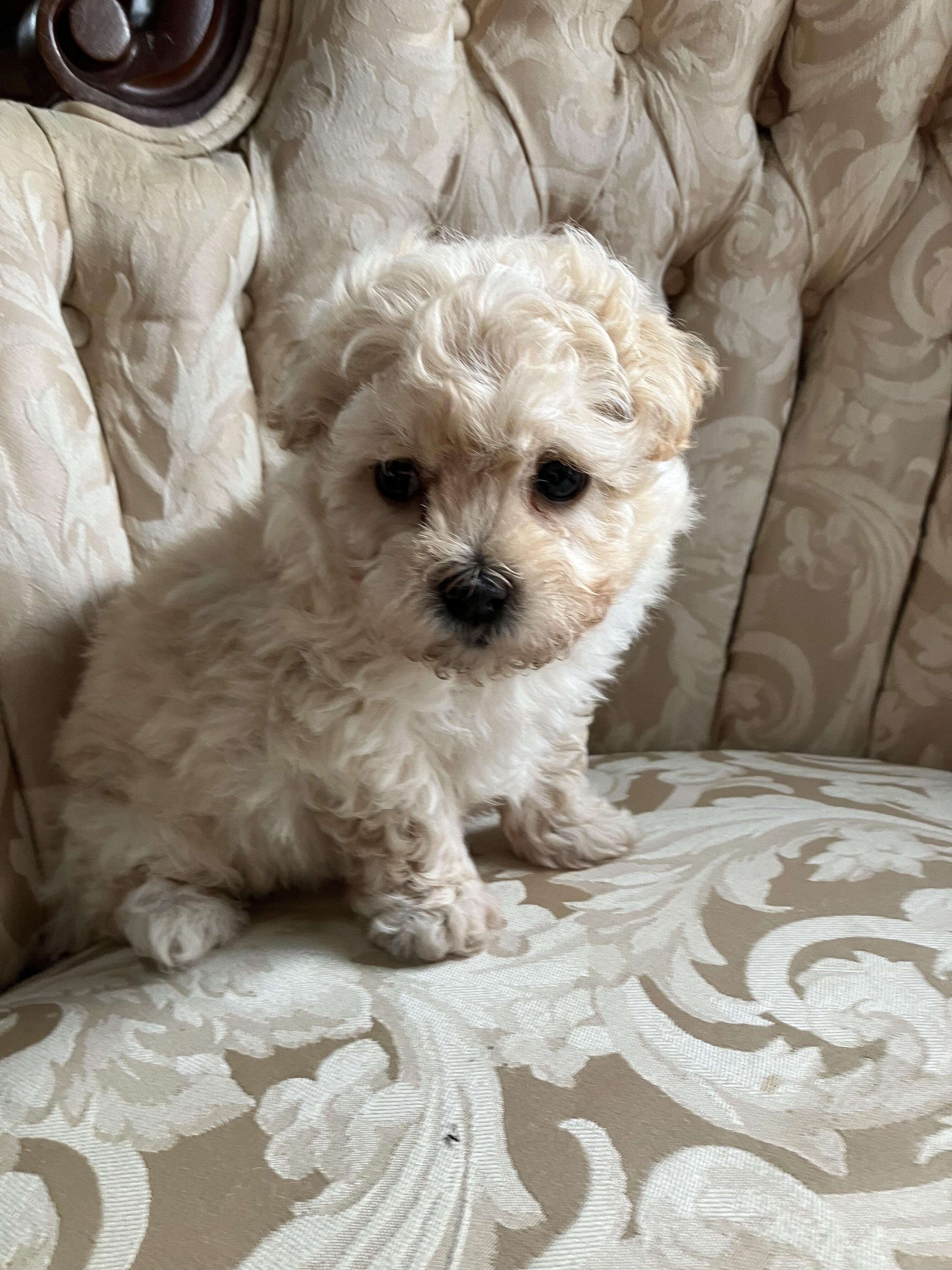 Maltipoo Male Puppy image 1