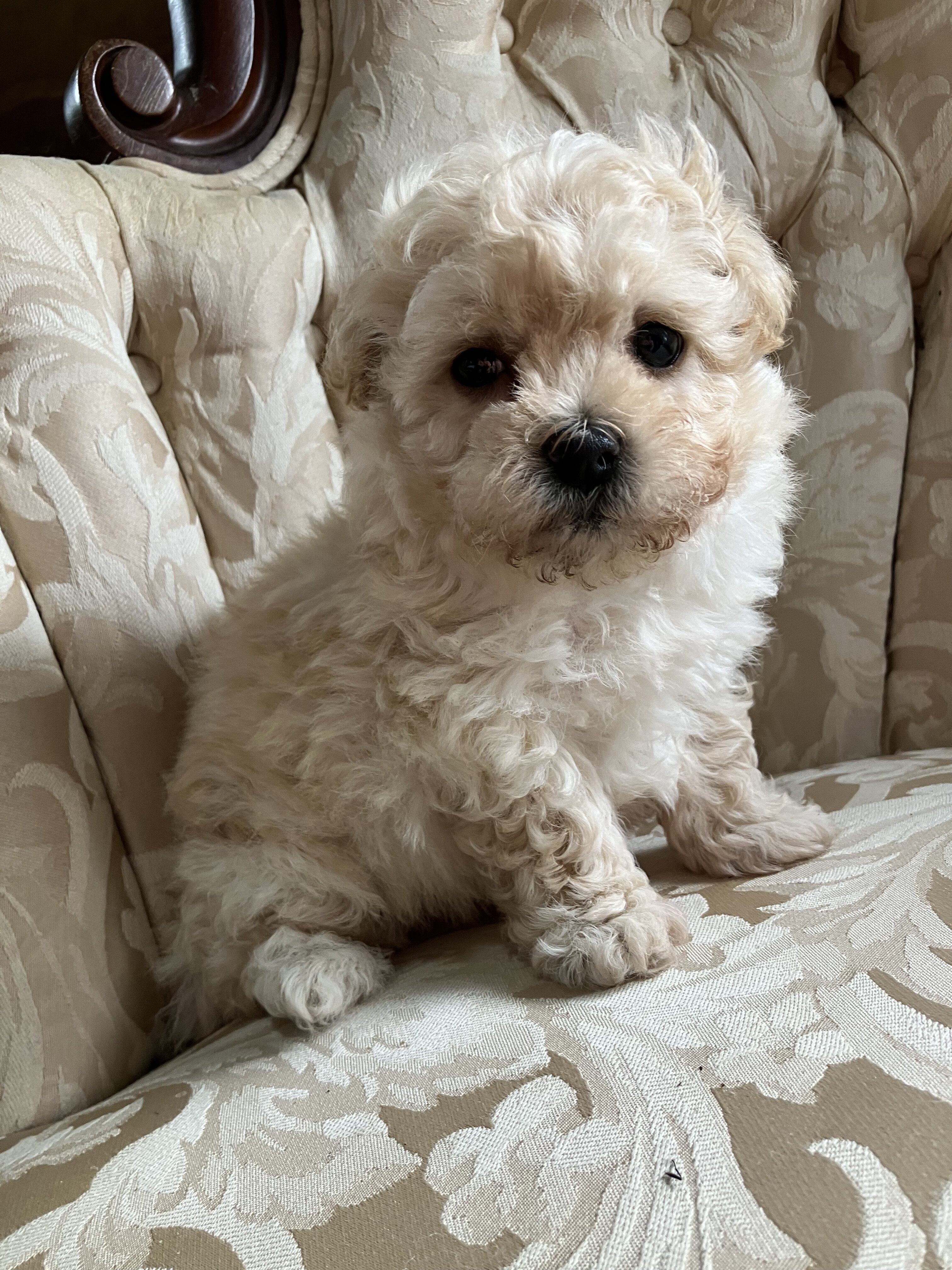 Maltipoo Male Puppy image 5
