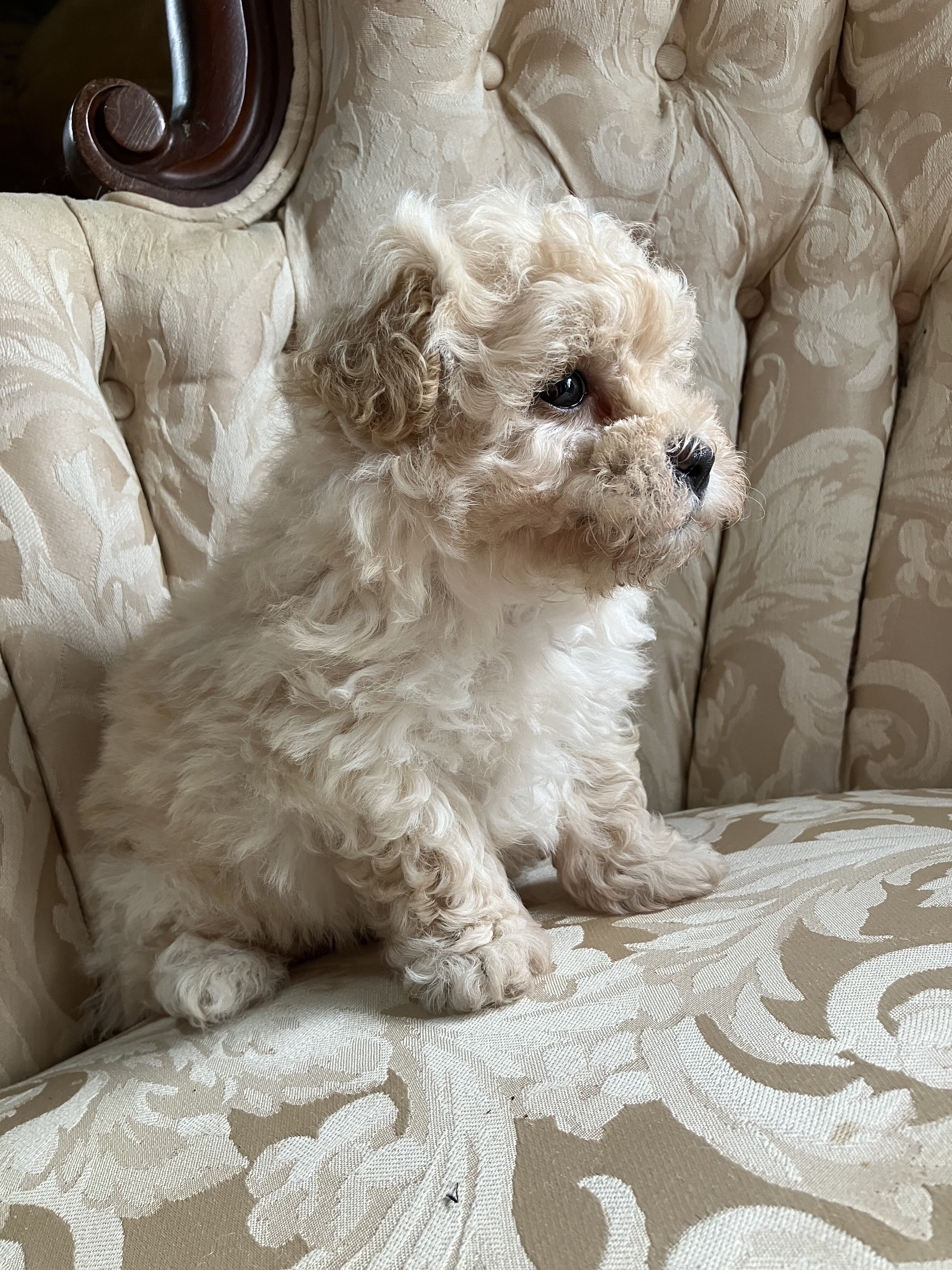 Maltipoo Male Puppy image 4