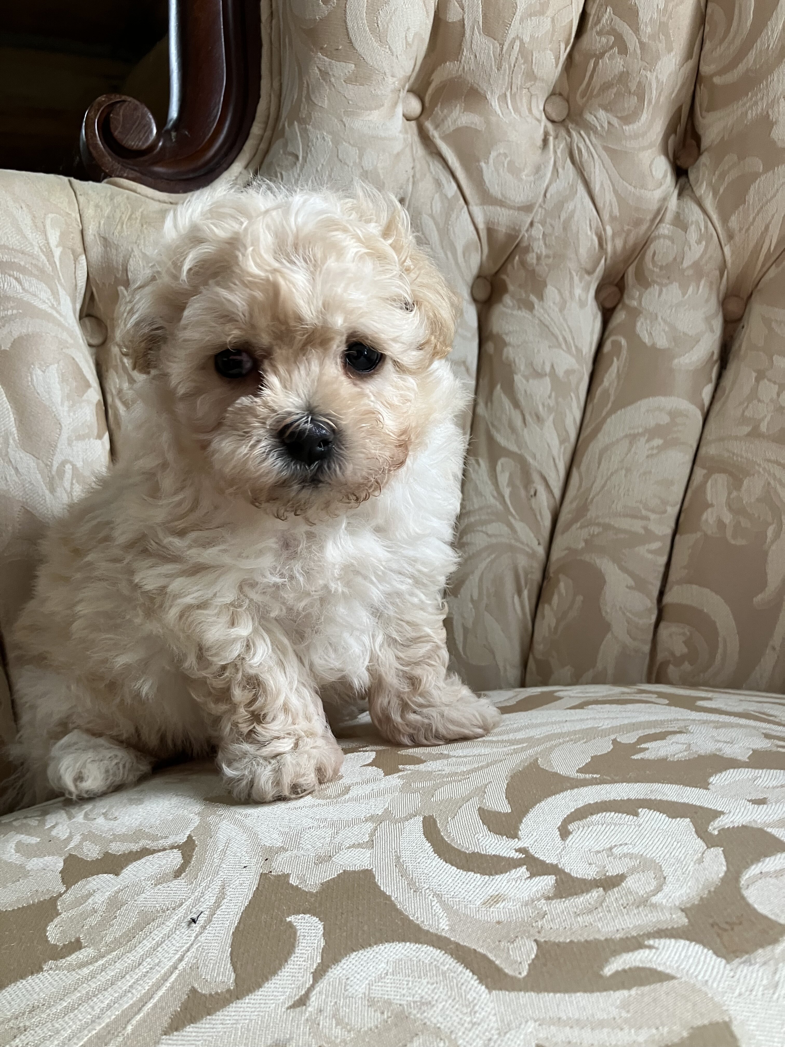 Maltipoo Male Puppy image 3