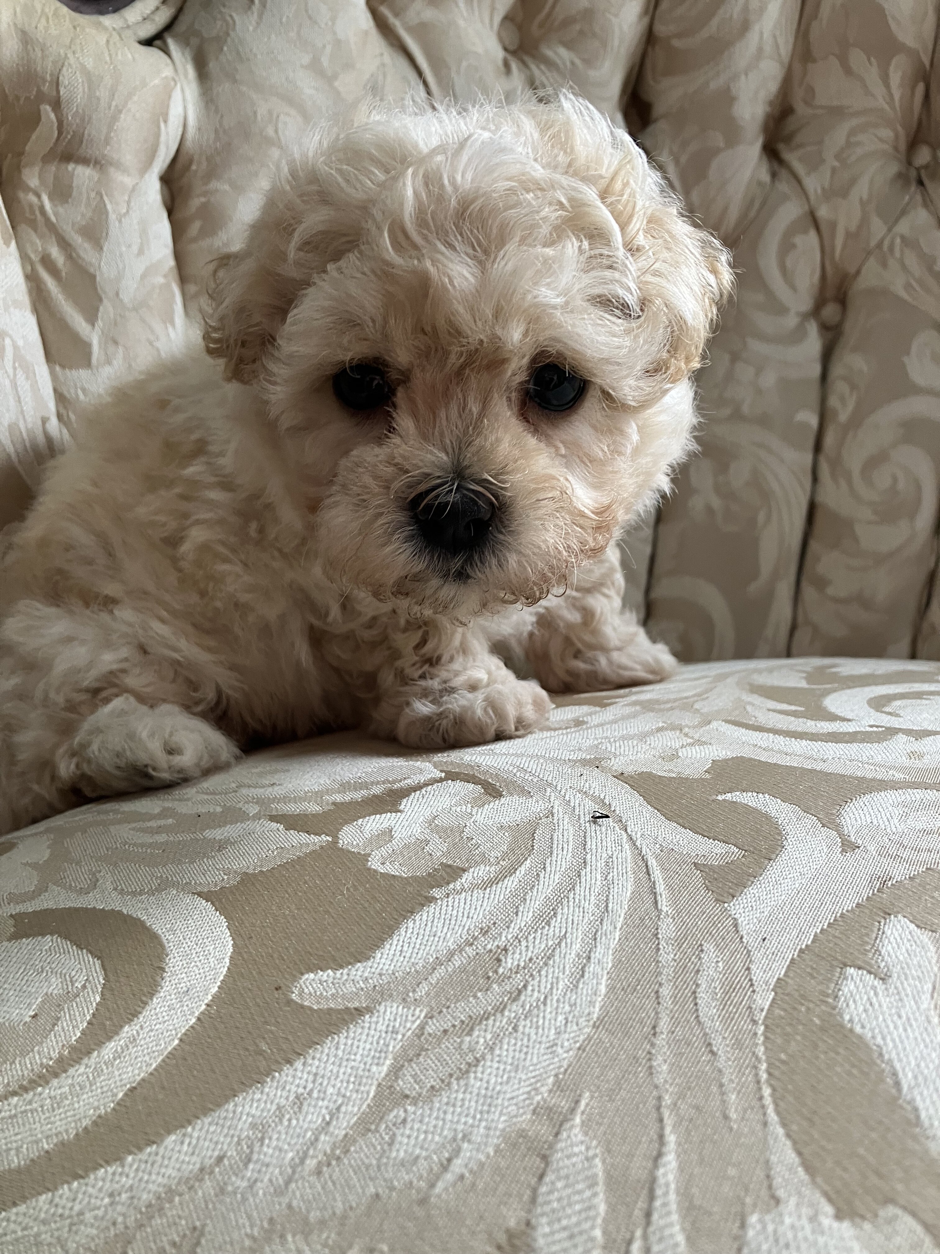 Maltipoo Male Puppy image 2