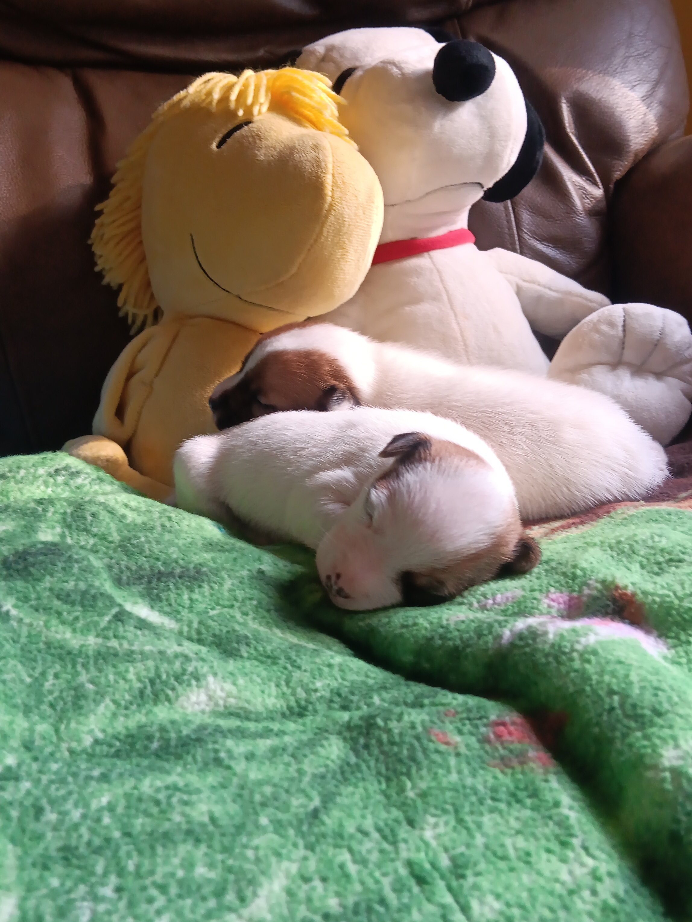 Jack Russell puppies image 1