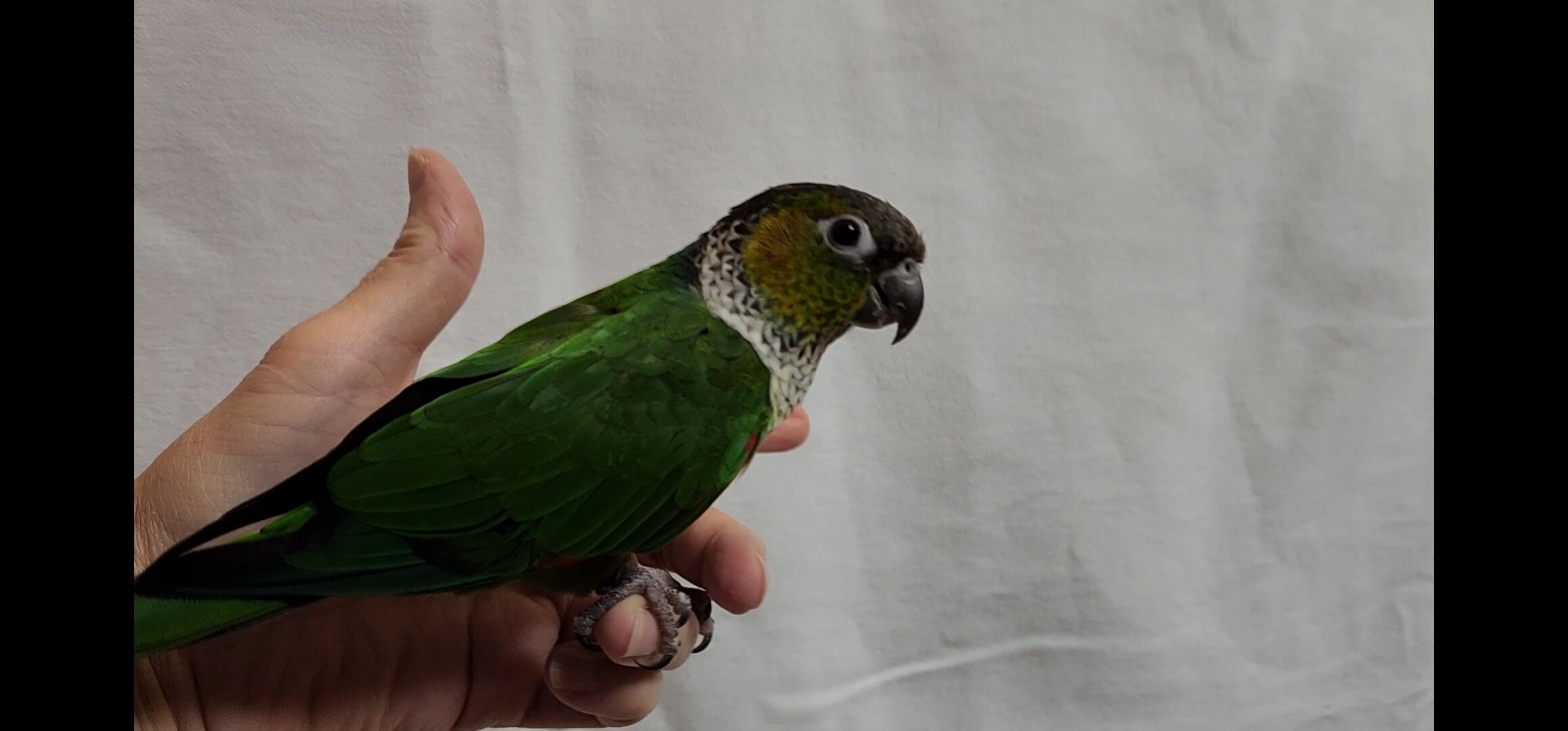 Baby Conures image 6