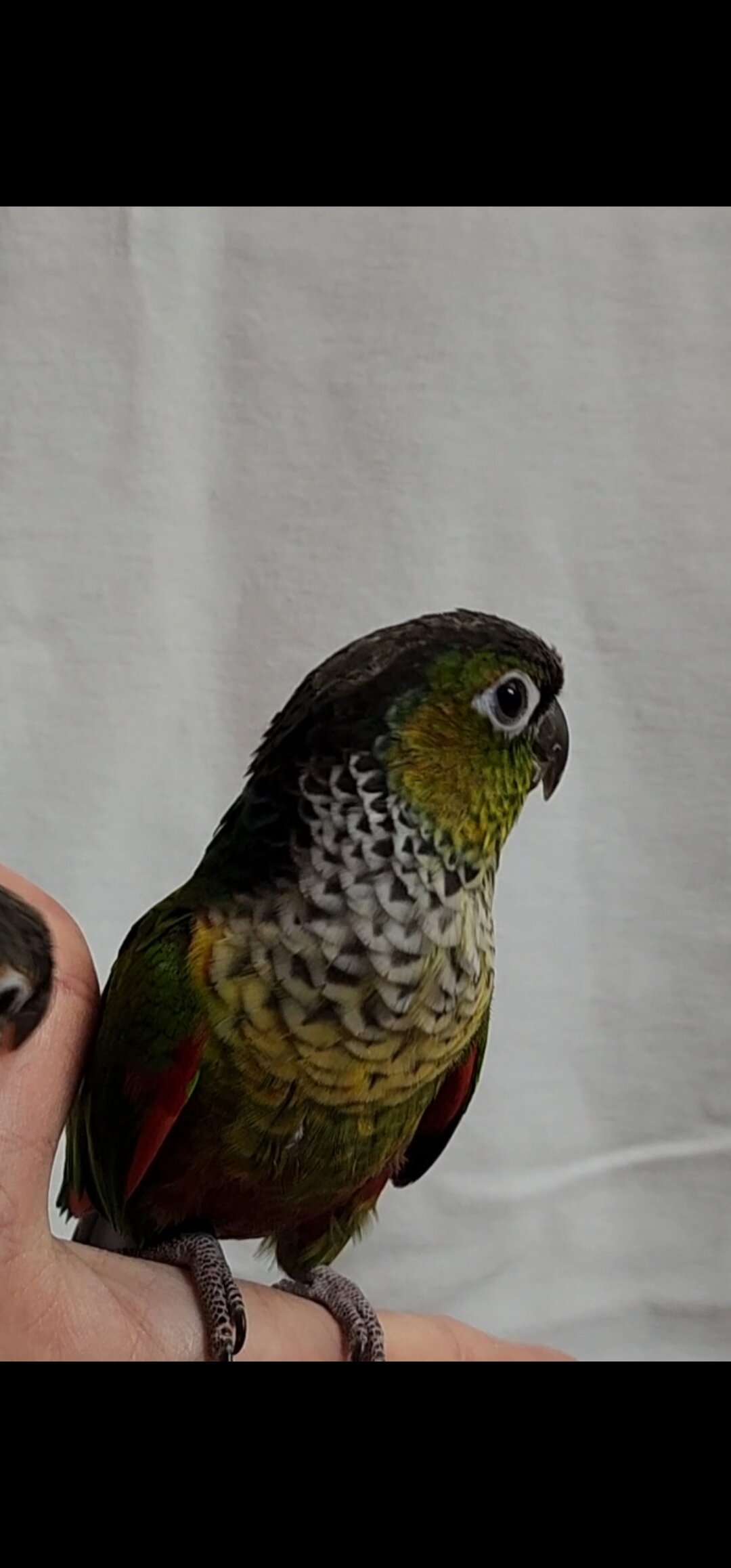 Baby Conures image 5