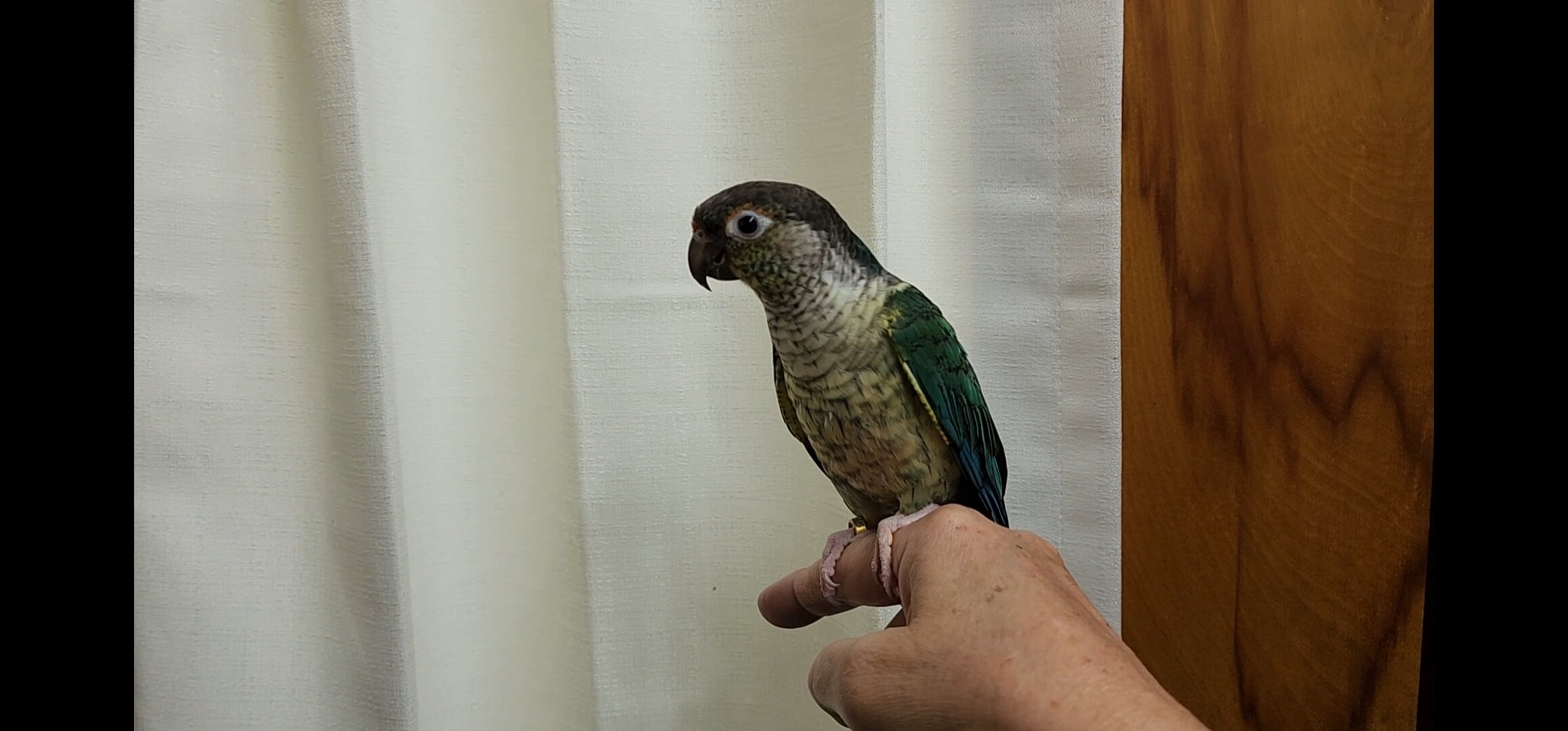 Baby Conures image 8