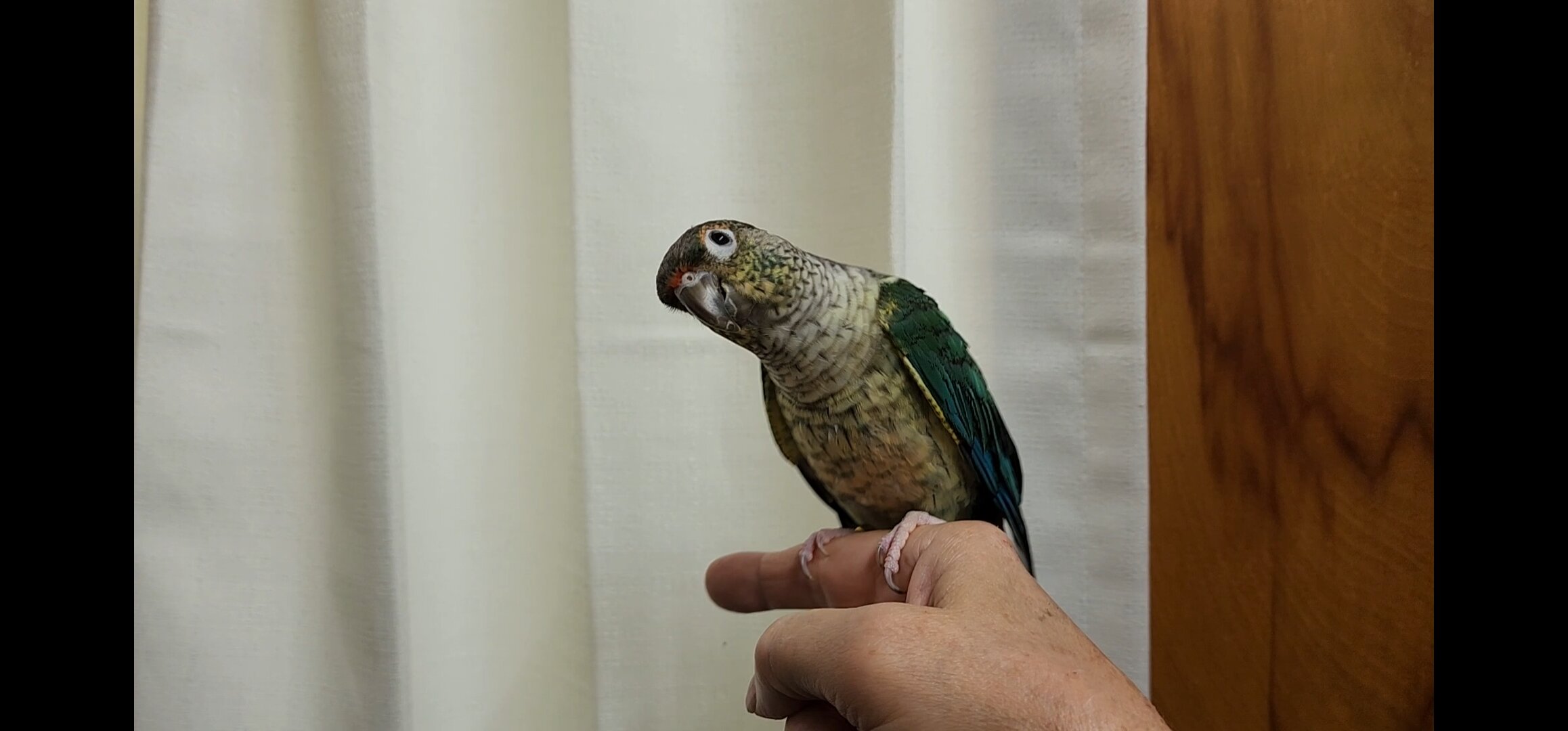 Baby Conures image 7