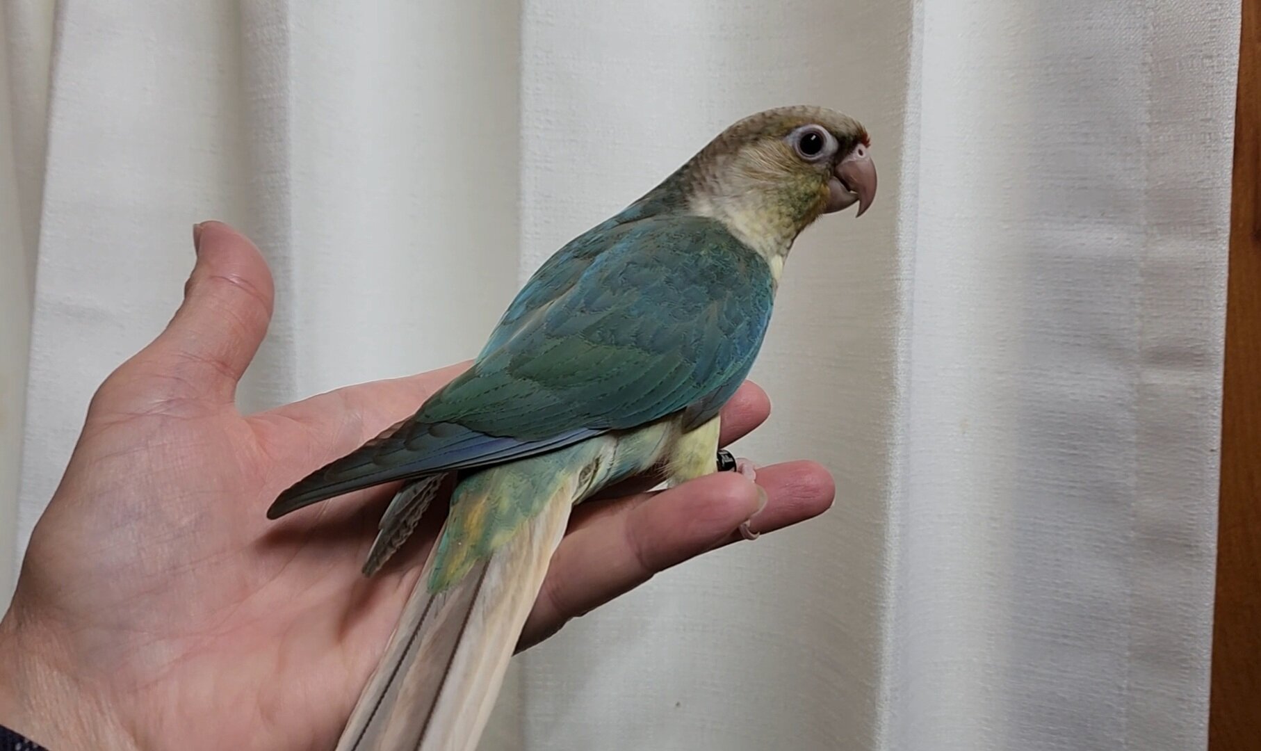 Baby Conures image 1