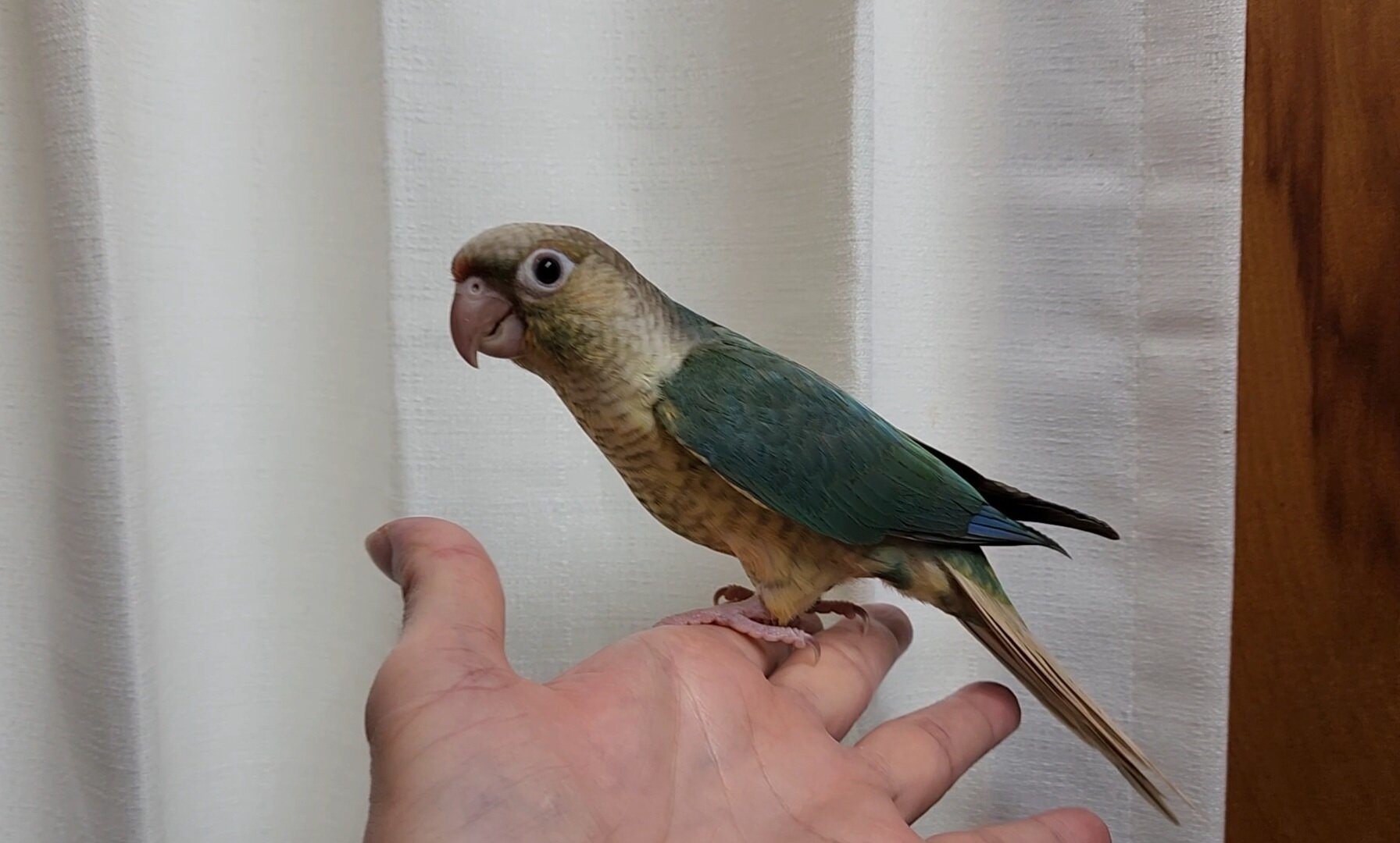 Baby Conures image 4