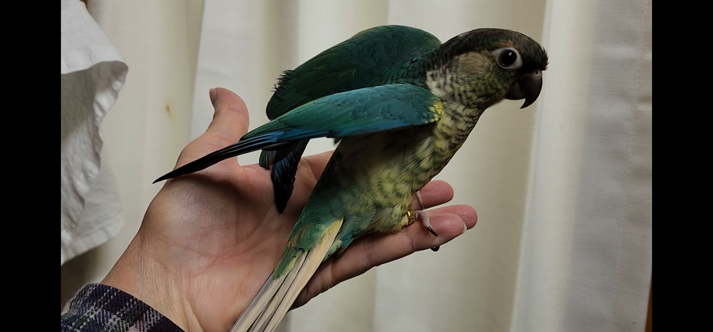 Baby Conures image 9