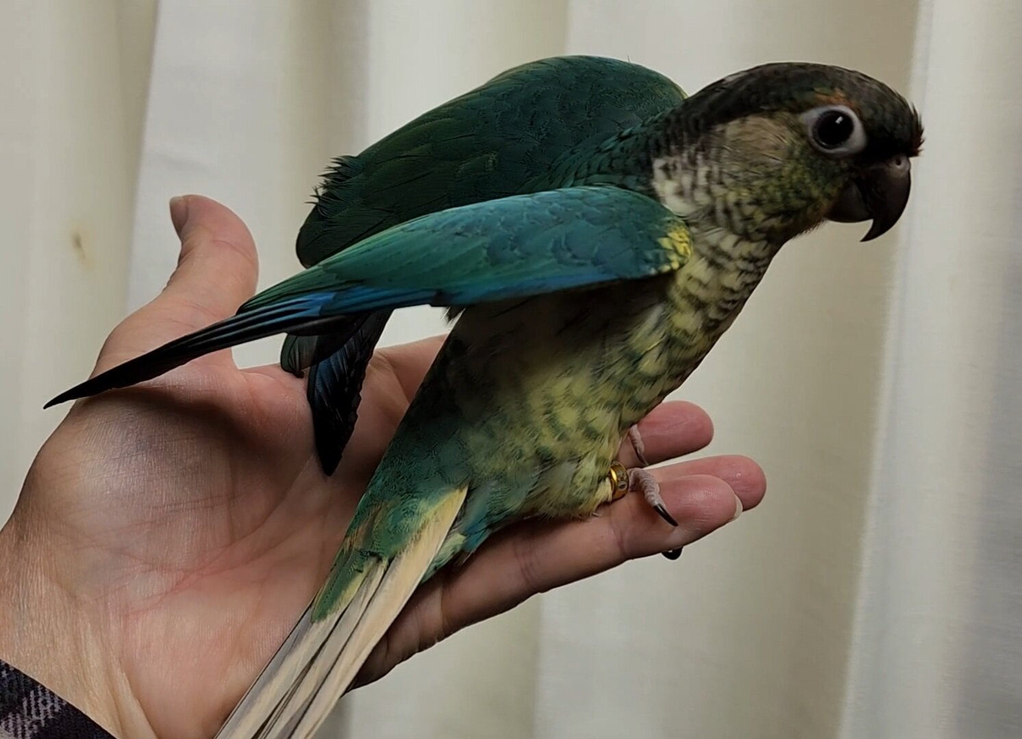 Baby Conures image 2