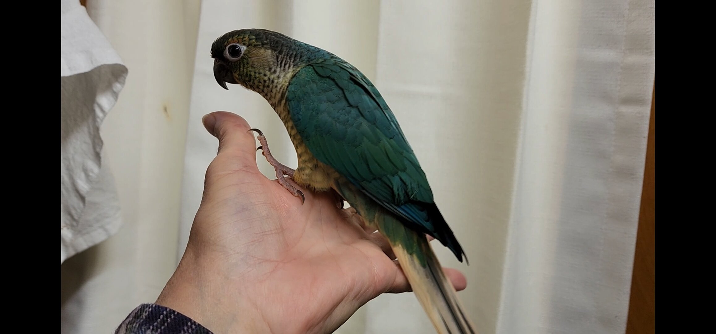 Baby Conures image 3