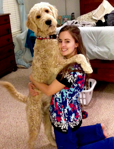 Service dog 3yr Golden doodle balance and mobility image 1