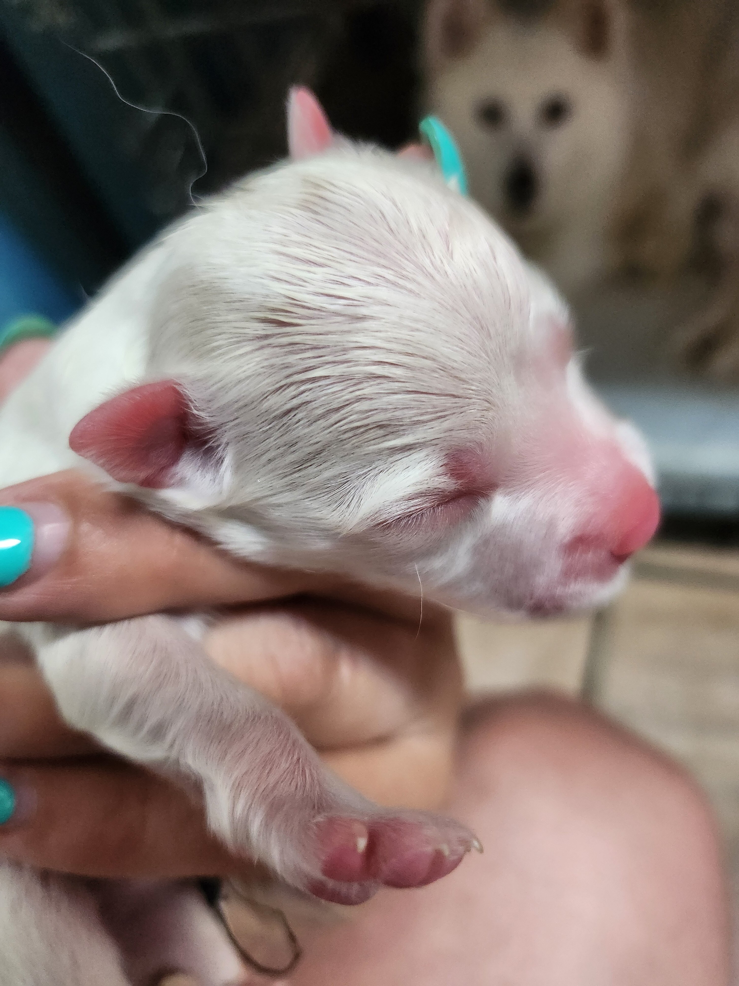 American Eskimo Pups image 3
