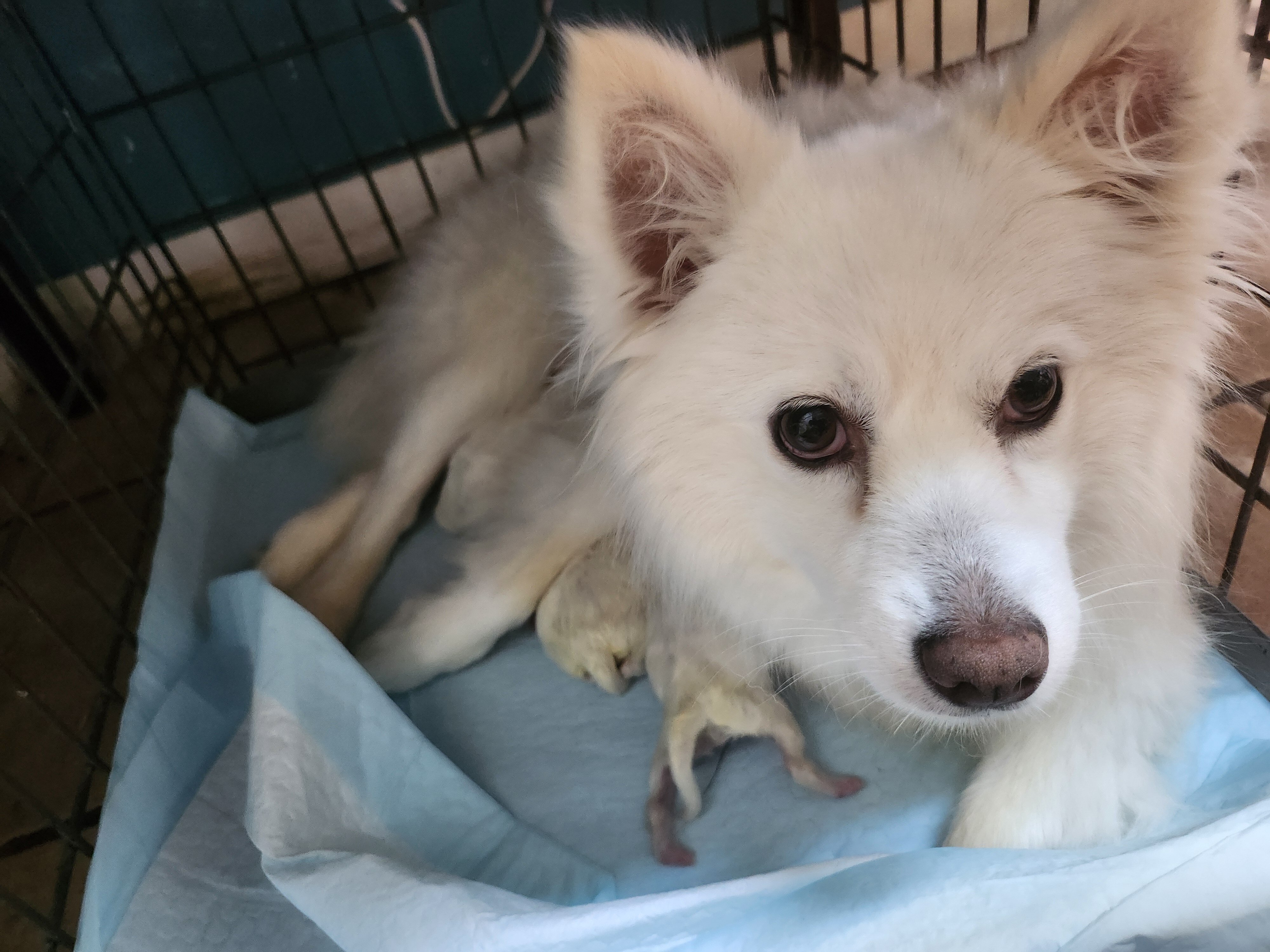 American Eskimo Pups image 4
