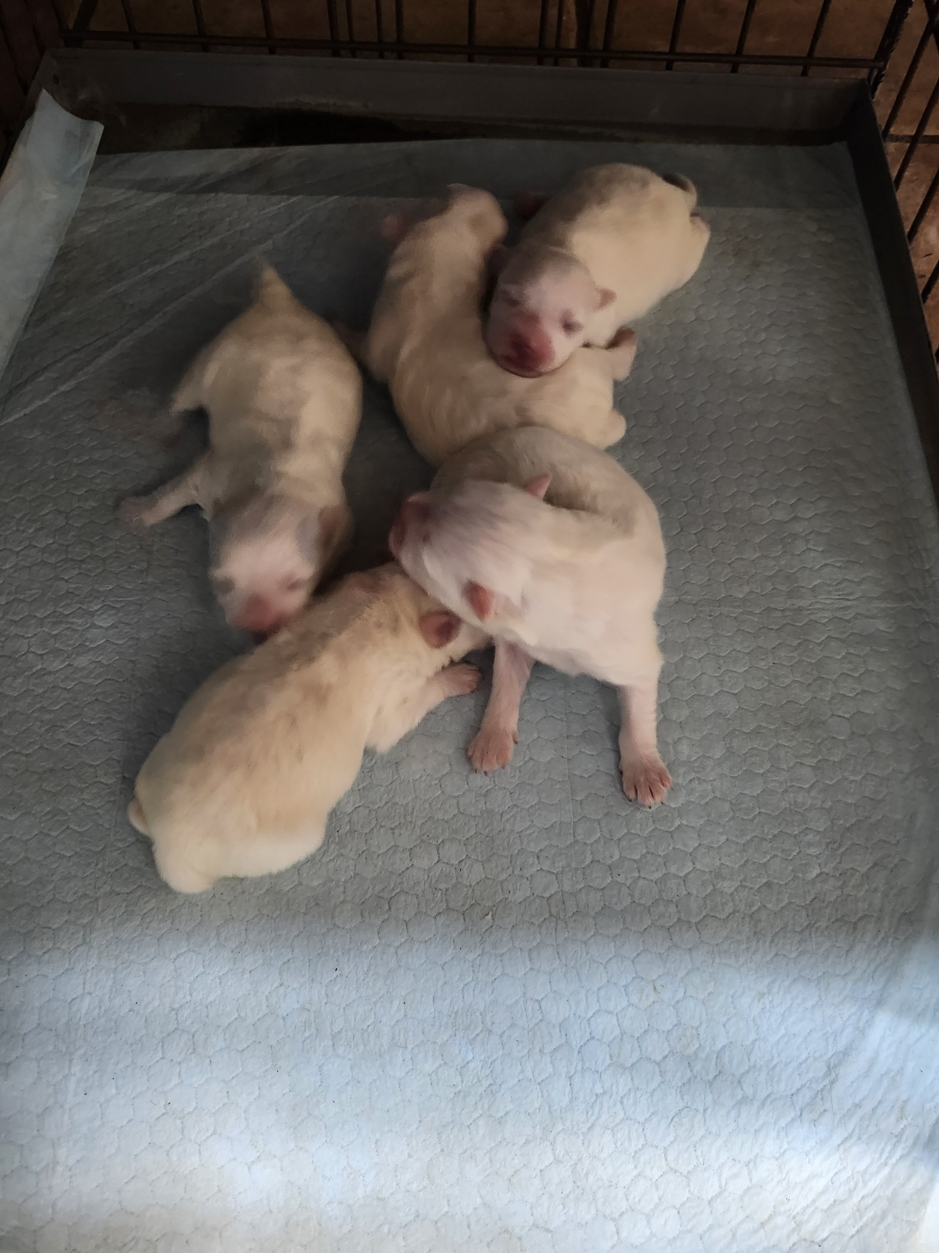 American Eskimo Pups image 2