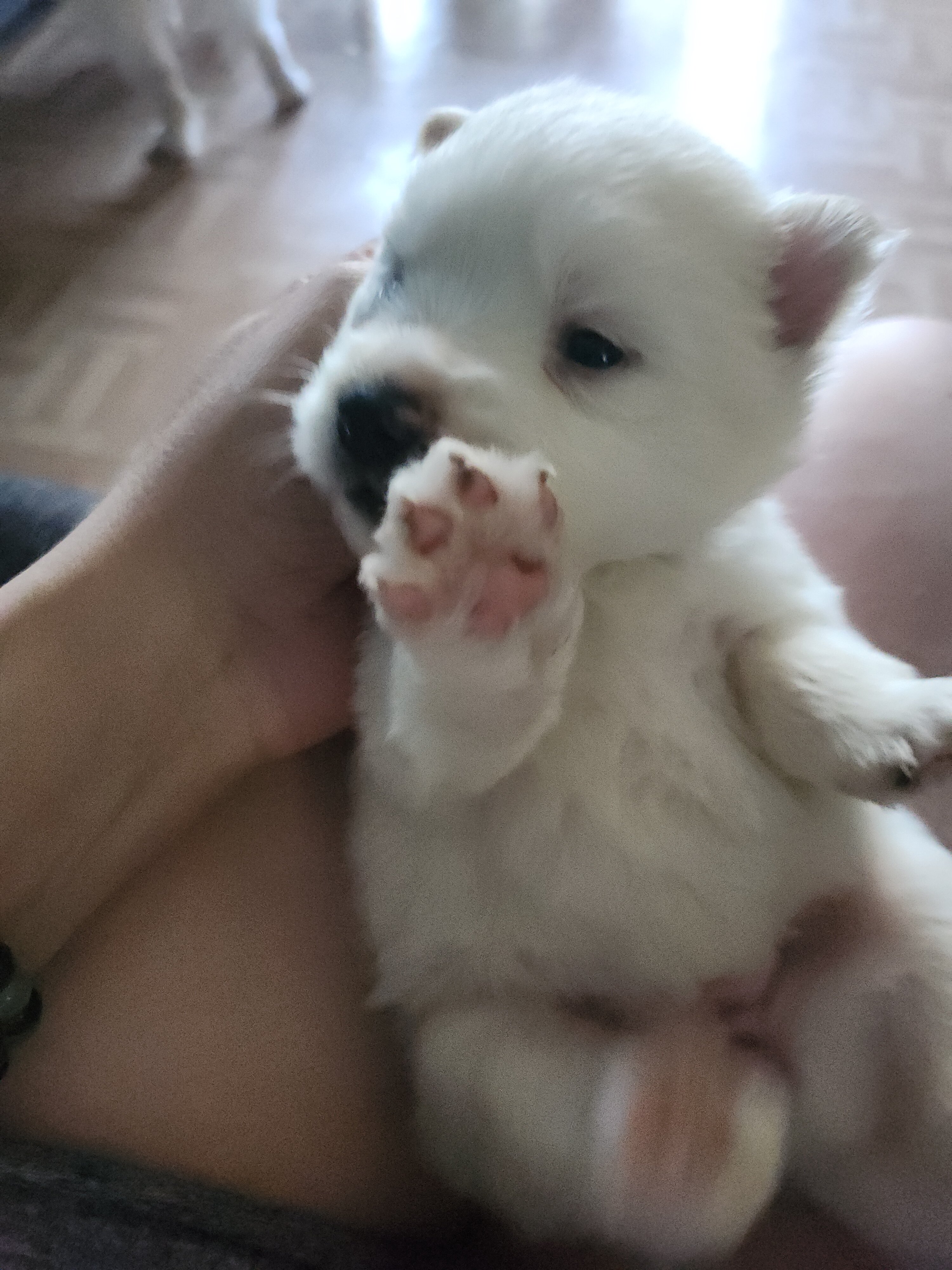 American Eskimo Pups image 1