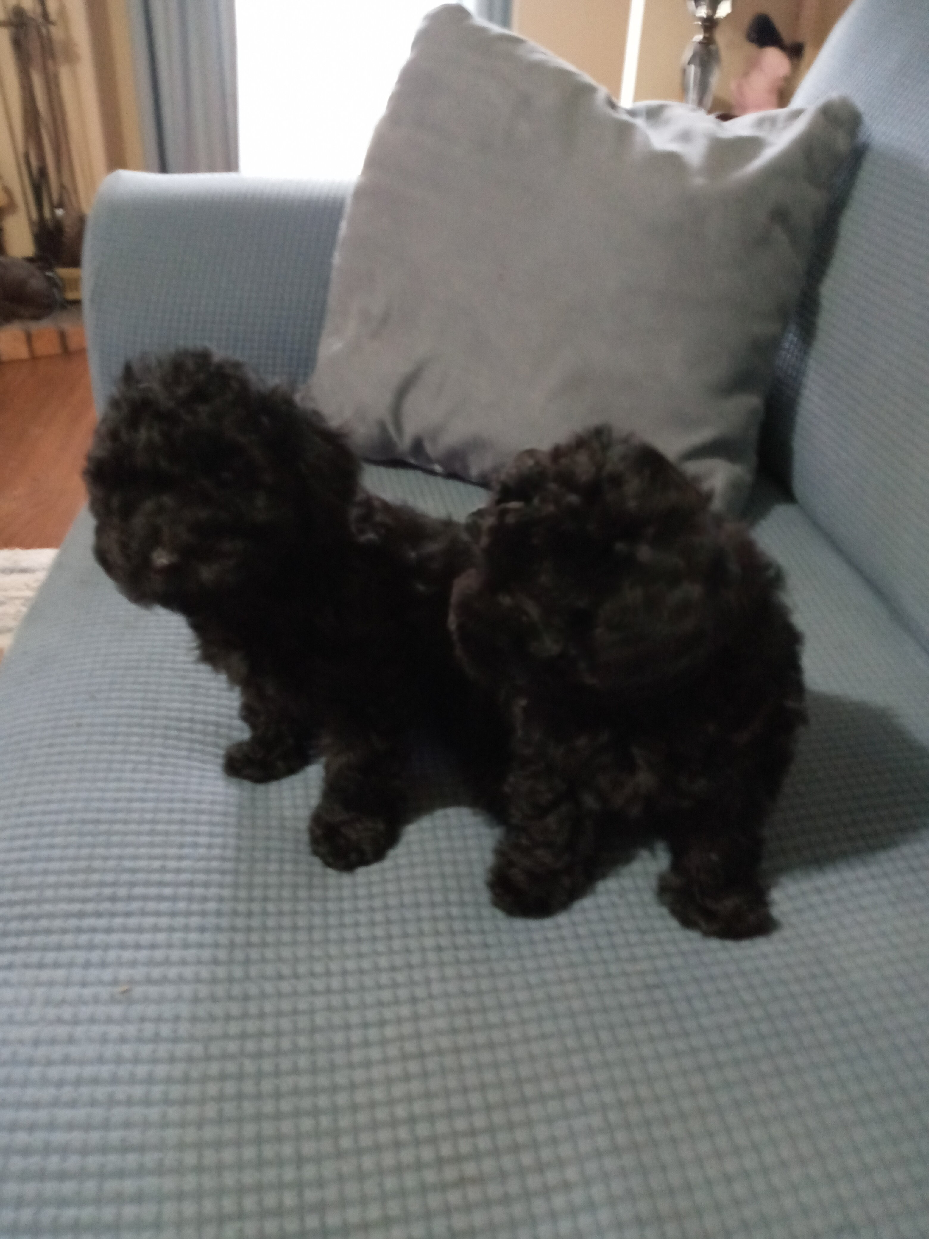 CKC Registered Toy Poodles image 1