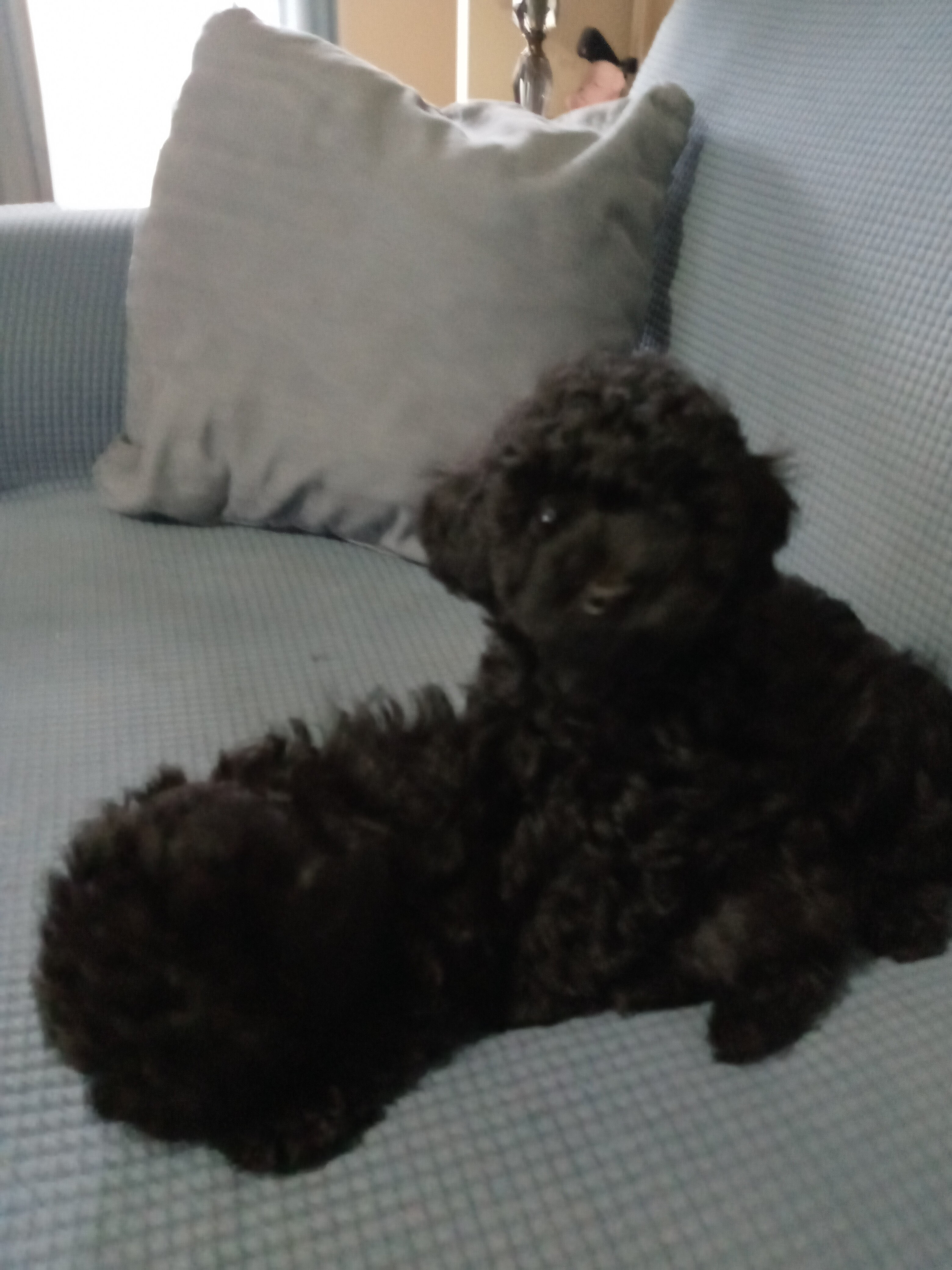 CKC Registered Toy Poodles image 2