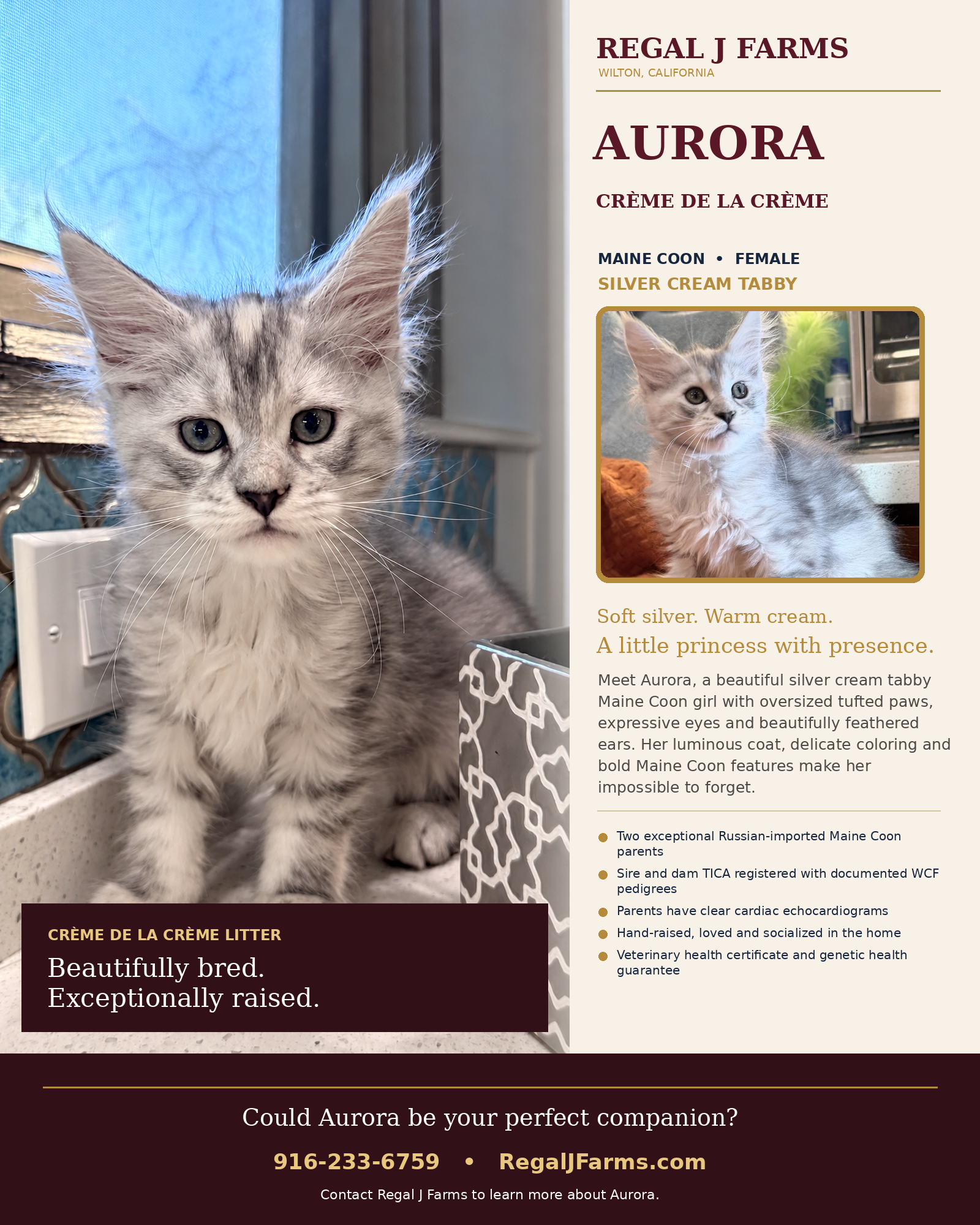 Maine Coon Kittens image 8