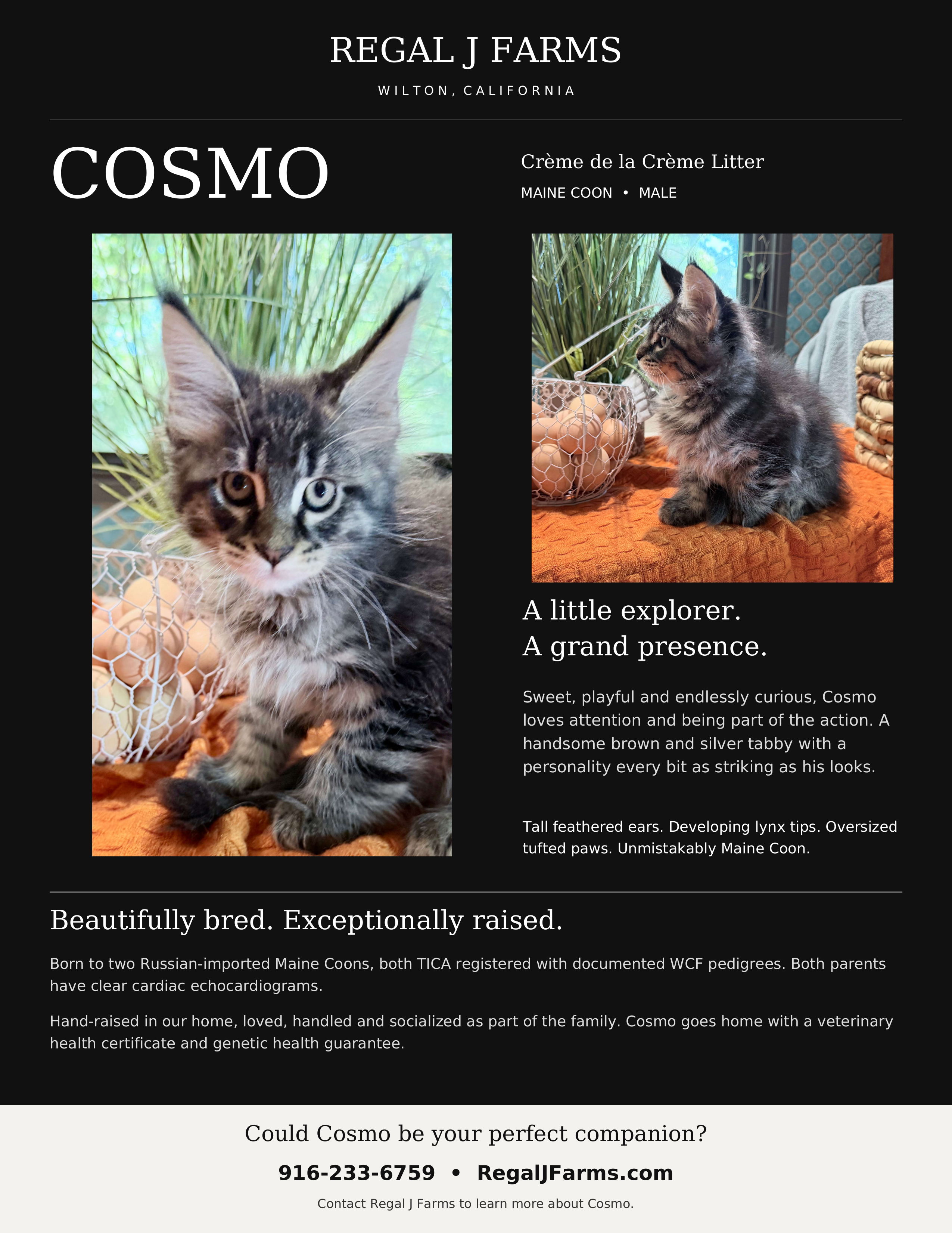 Maine Coon Kittens image 6