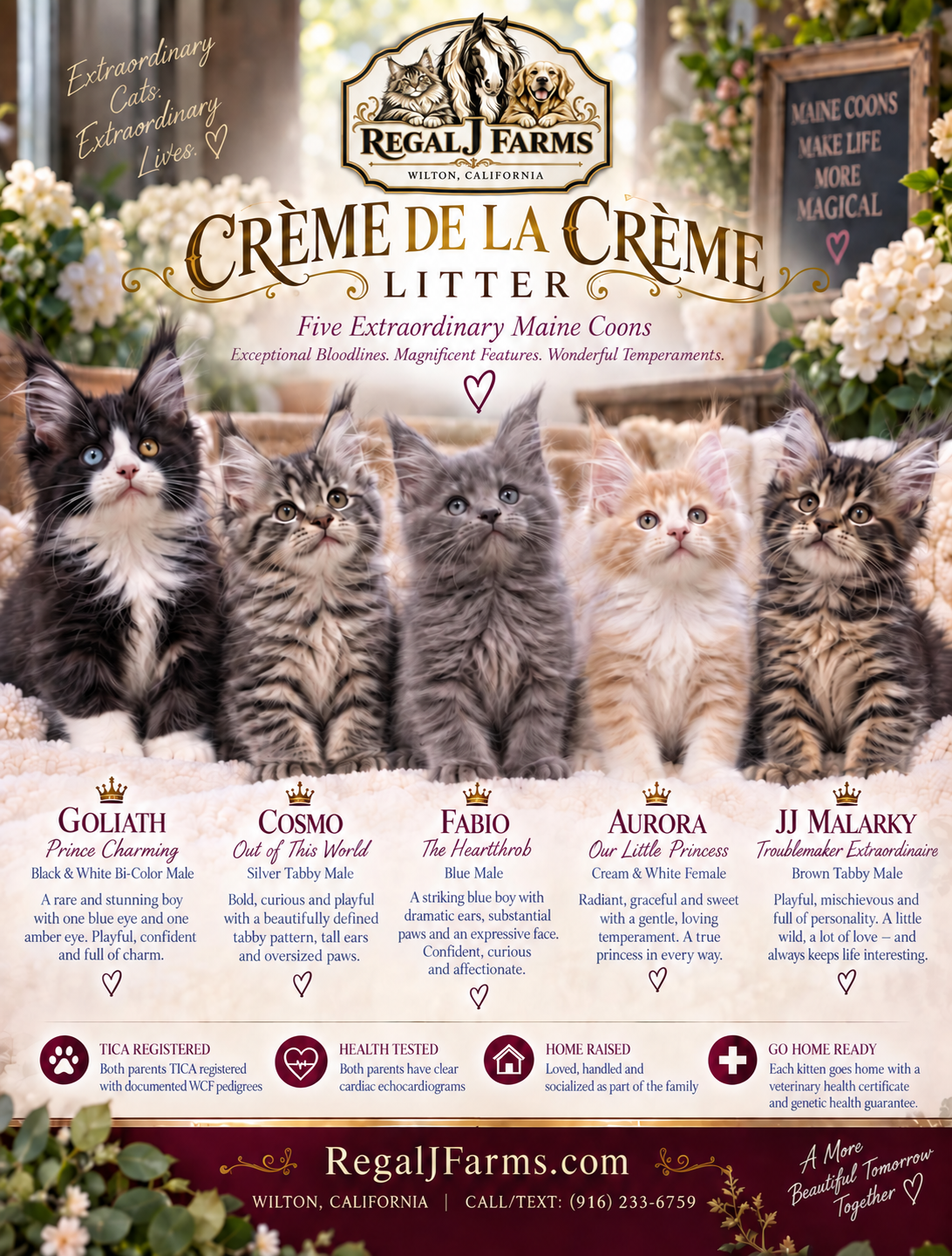 Maine Coon Kittens image 1