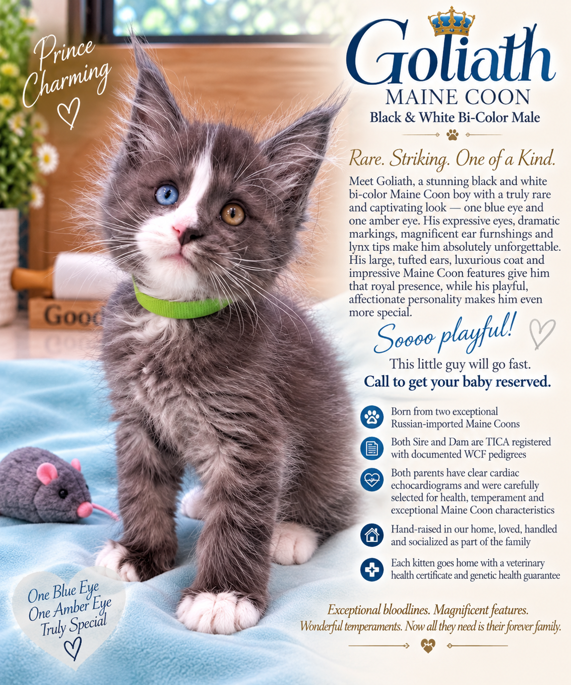 Maine Coon Kittens image 5