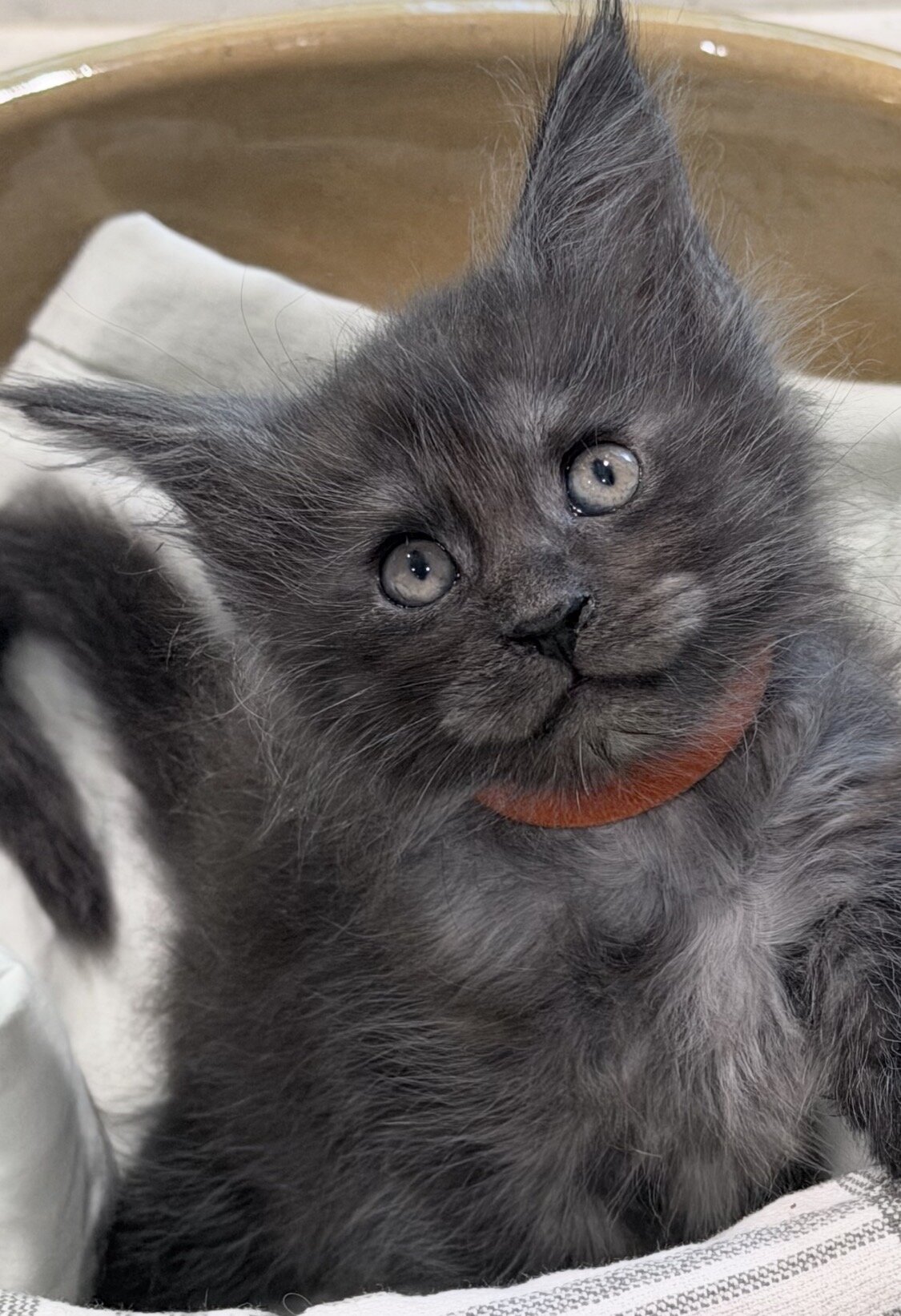 Maine Coon Kittens image 4