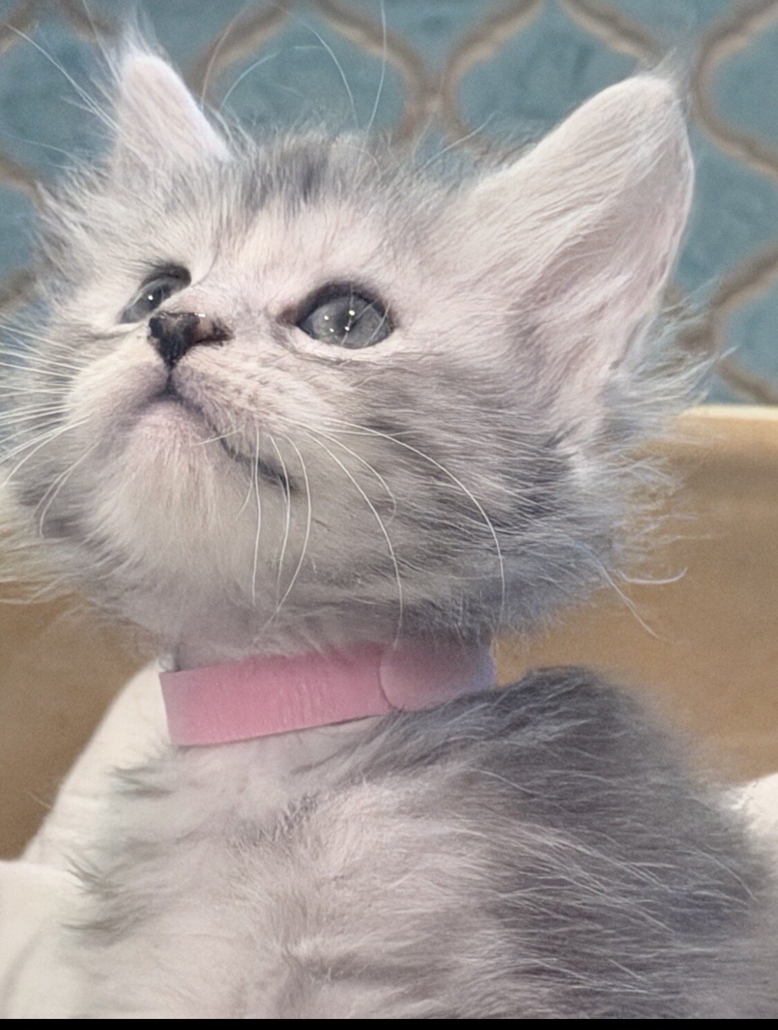 Maine Coon Kittens image 10