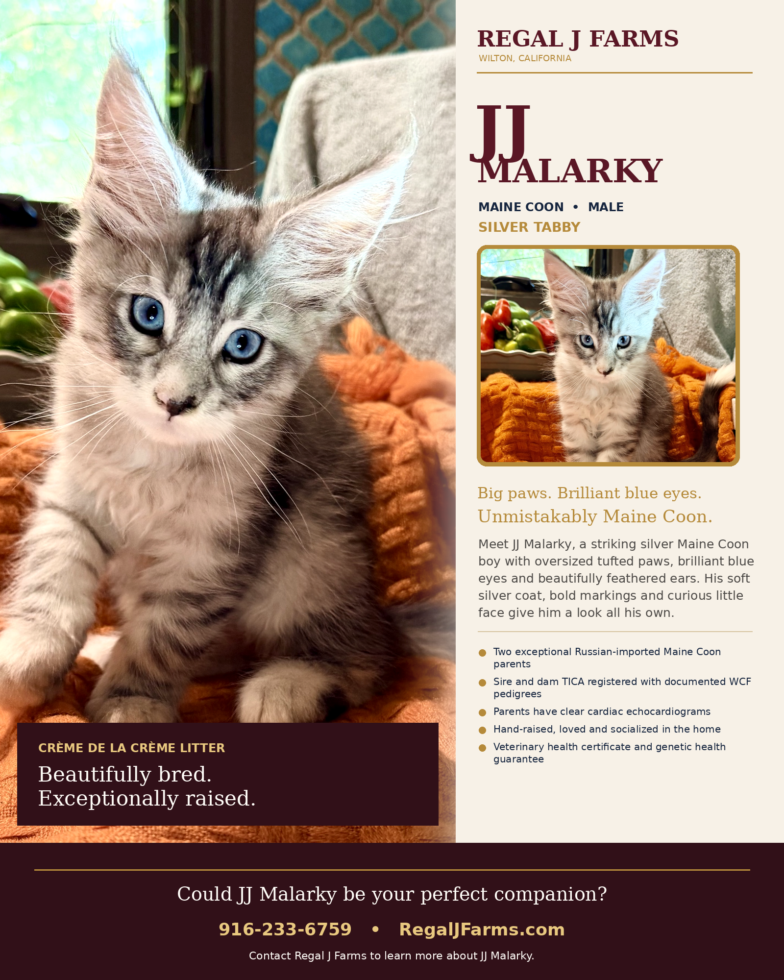 Maine Coon Kittens image 7