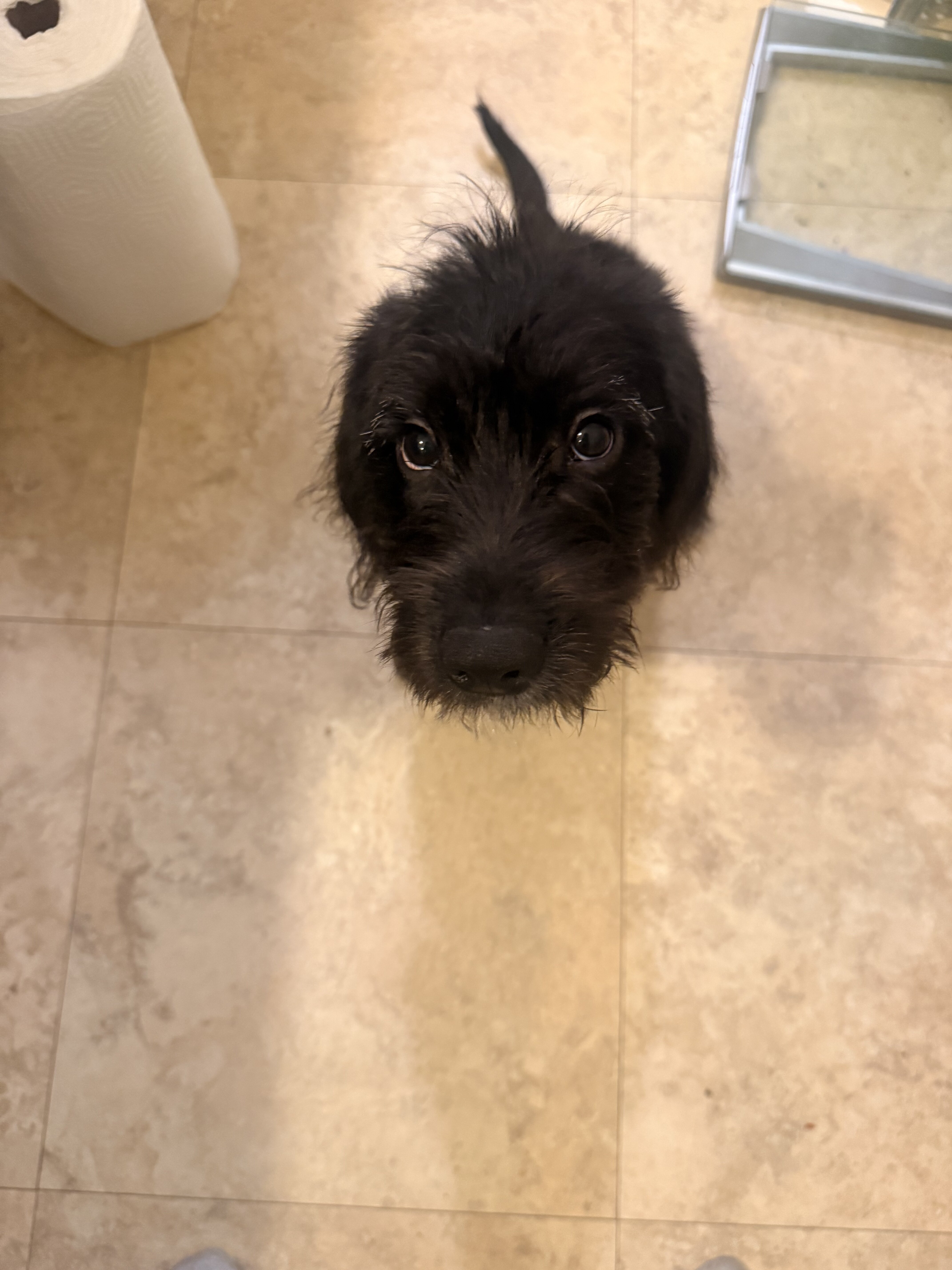 Miniature labradoodle image 2