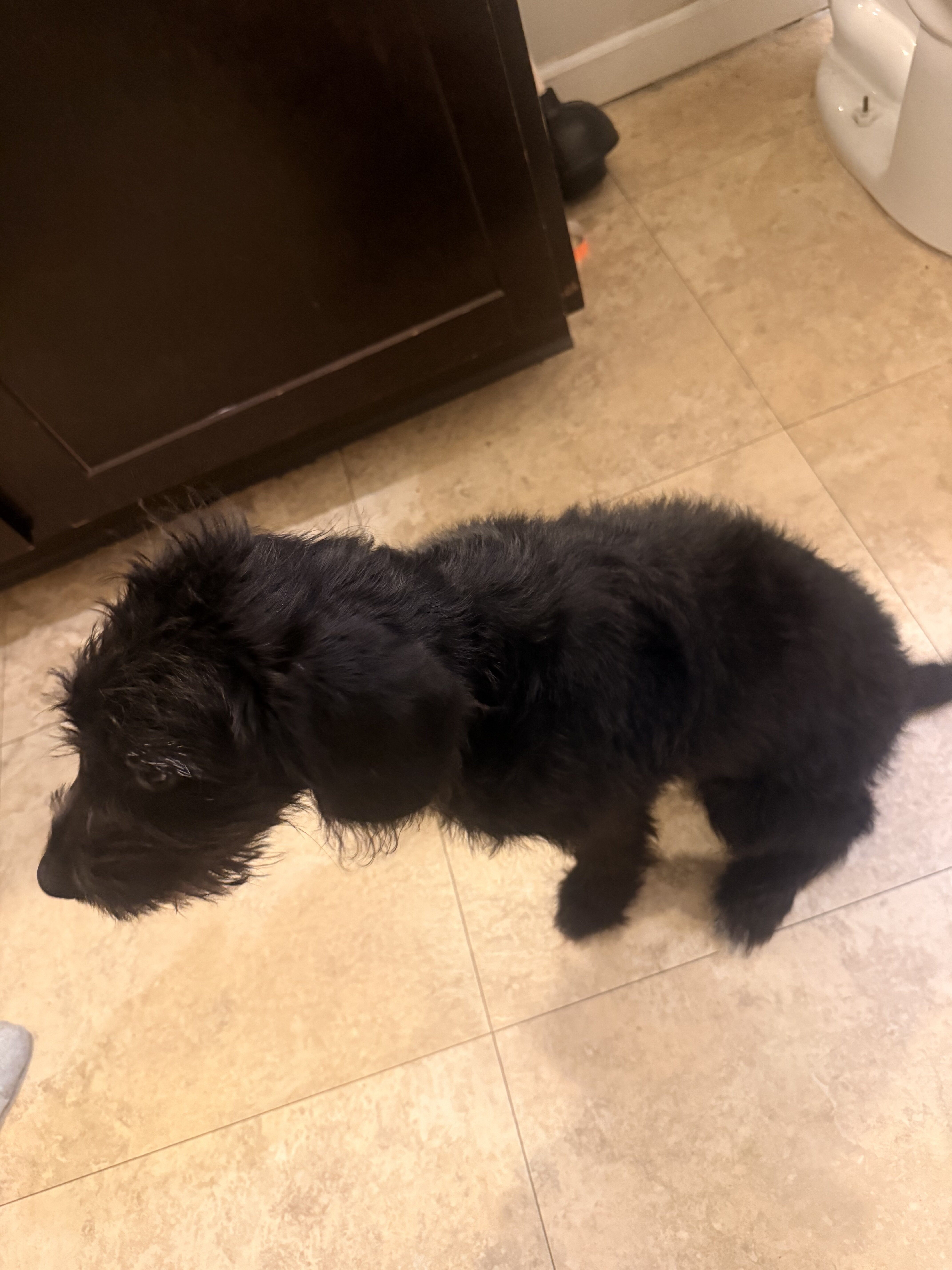Miniature labradoodle image 1